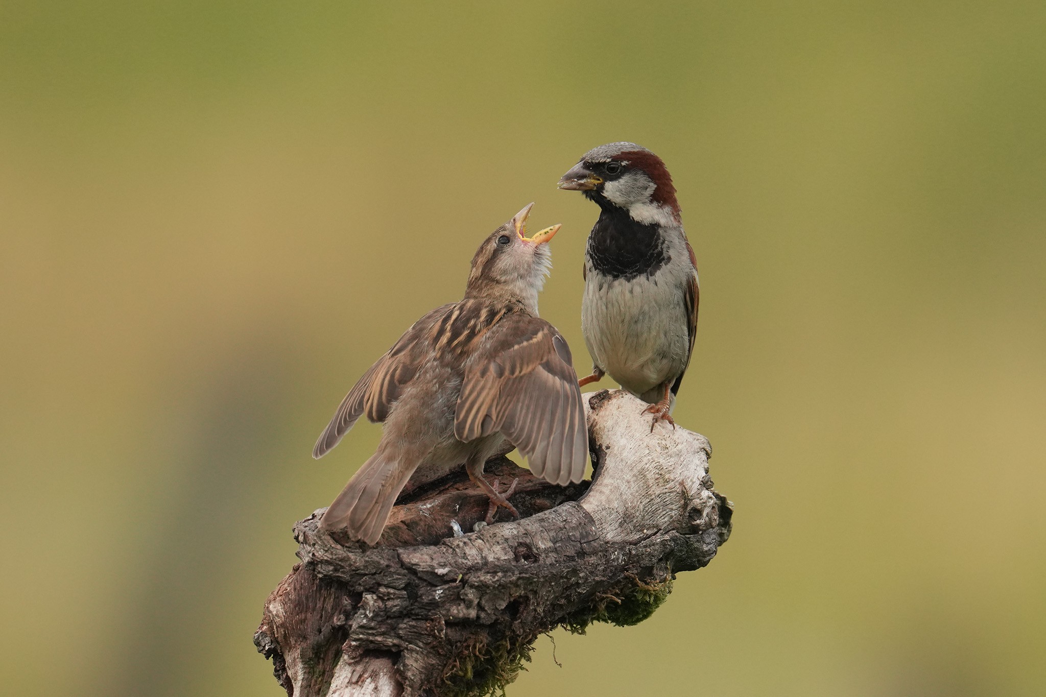 Sparrows-DSC00152-208px.jpg