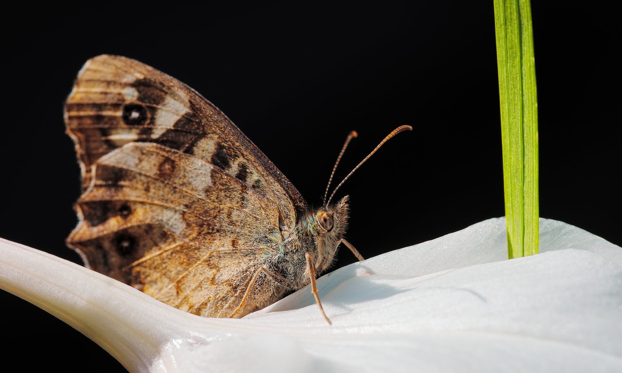 Speckled Brown on Gladiolus.jpg