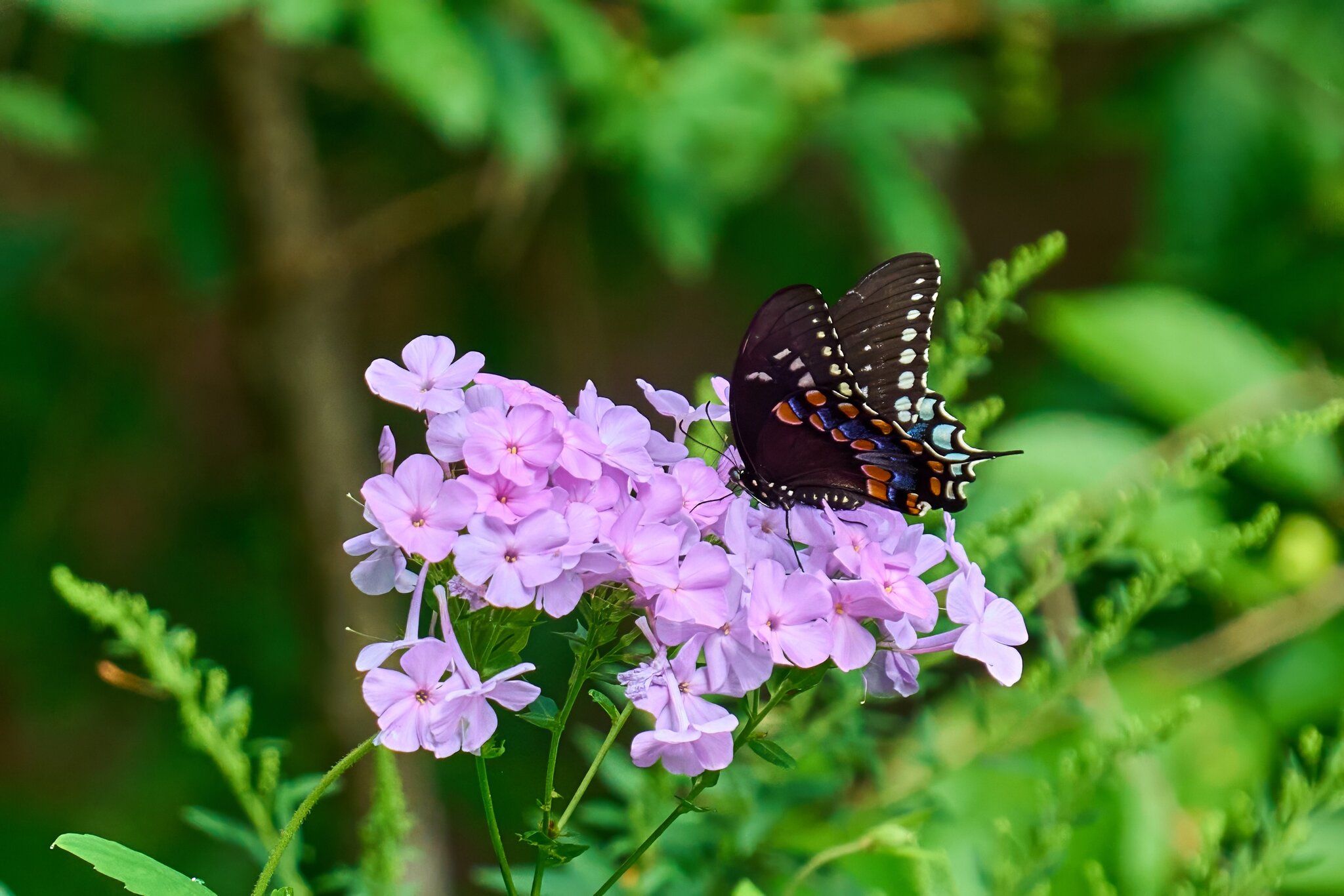 Spicebush Swallowtail - Ashland - 08172025 - 02 - DN.jpg