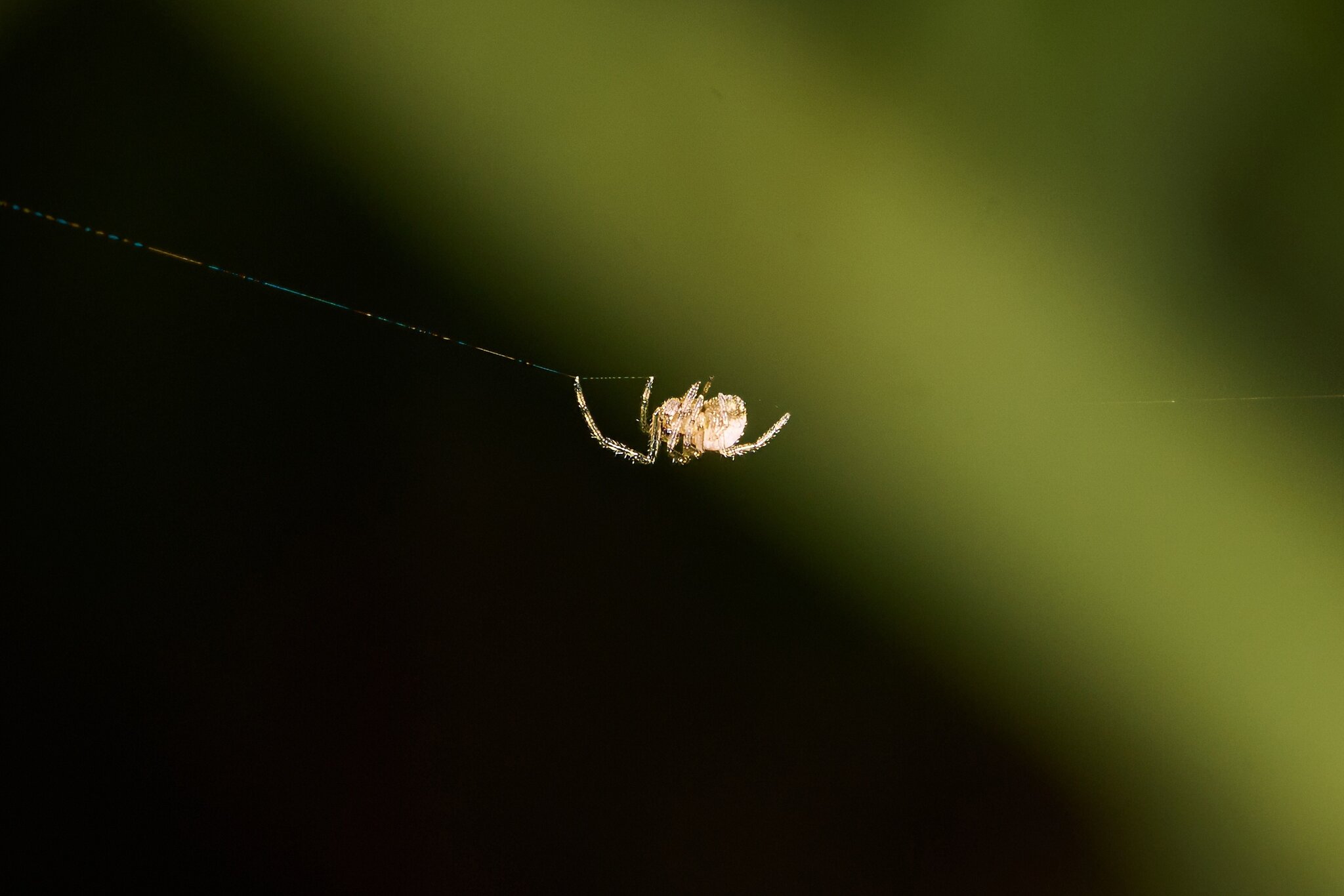 Spider - Home - 08022025 - 02 - DN.jpg