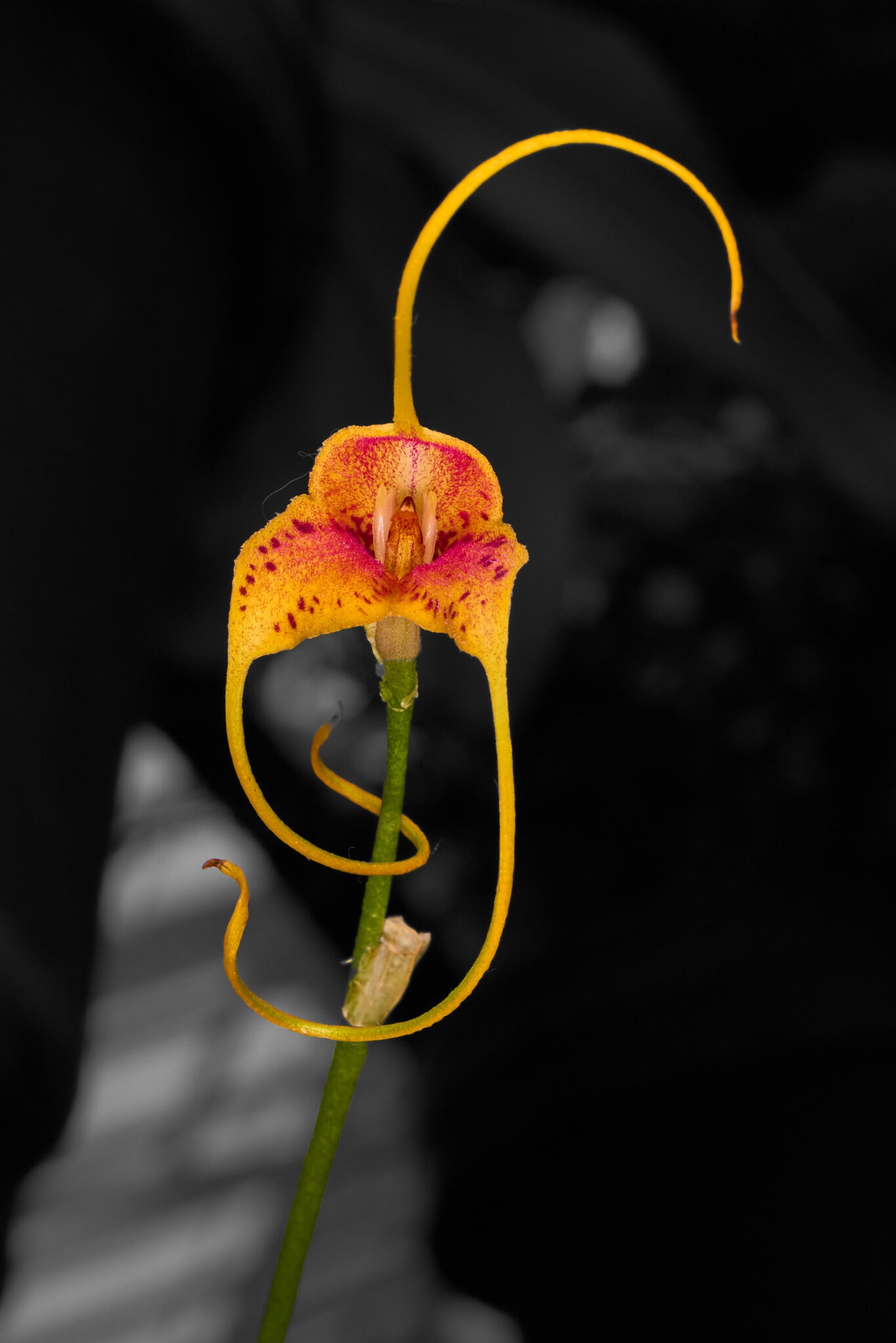 Spiderman A - Longwood - 02162026 - 01.jpg