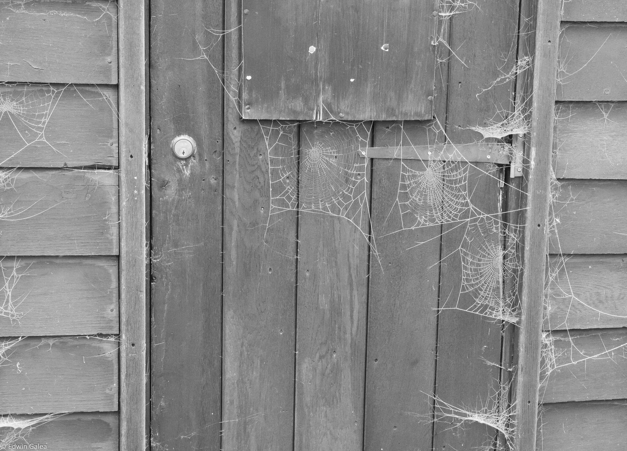 spiderweb_door-1.jpg