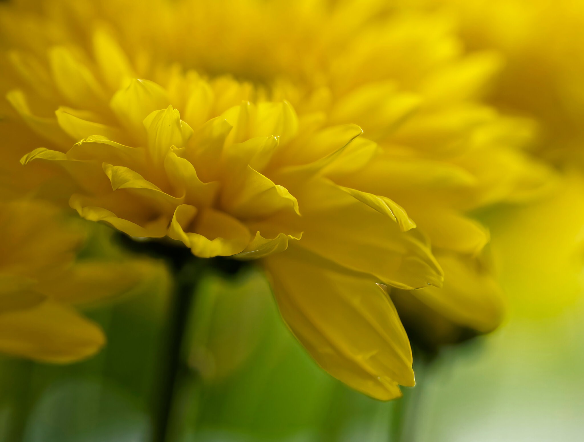 Spilling Over with Yellow.jpeg
