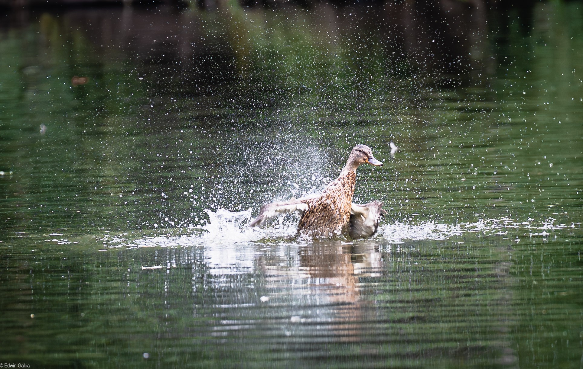 splashy duch stjames-1.jpg