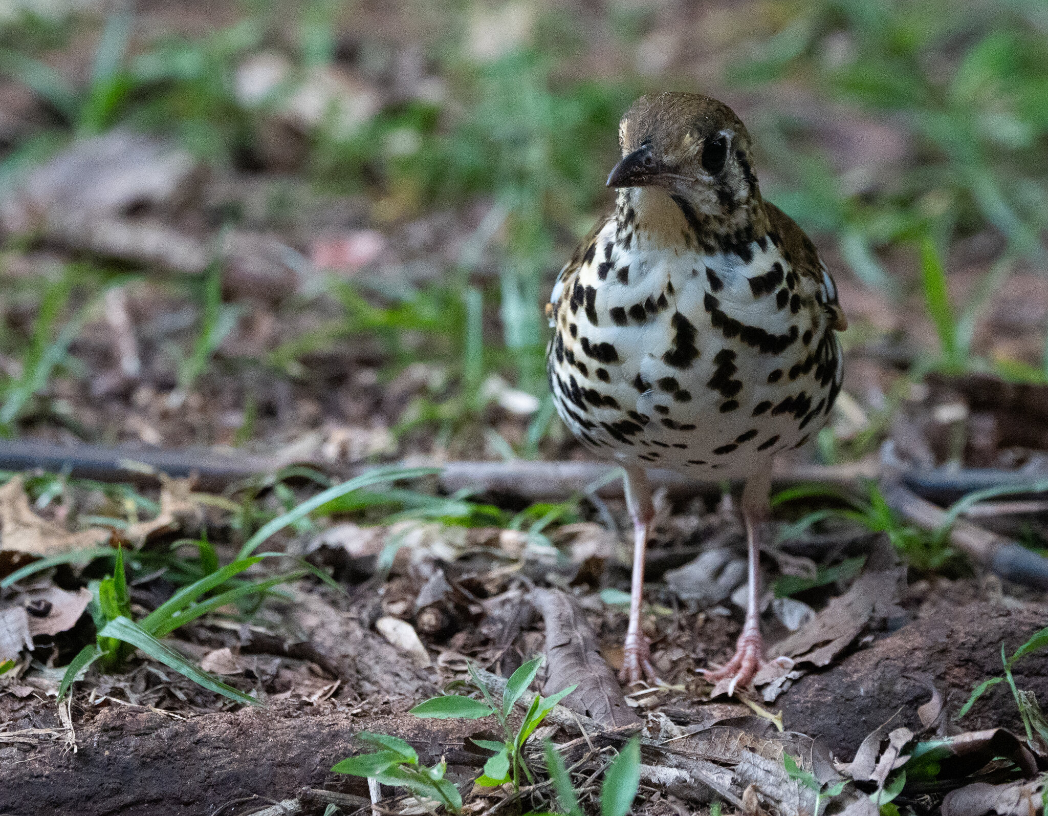 Spotted Ground Thrush-1.jpg