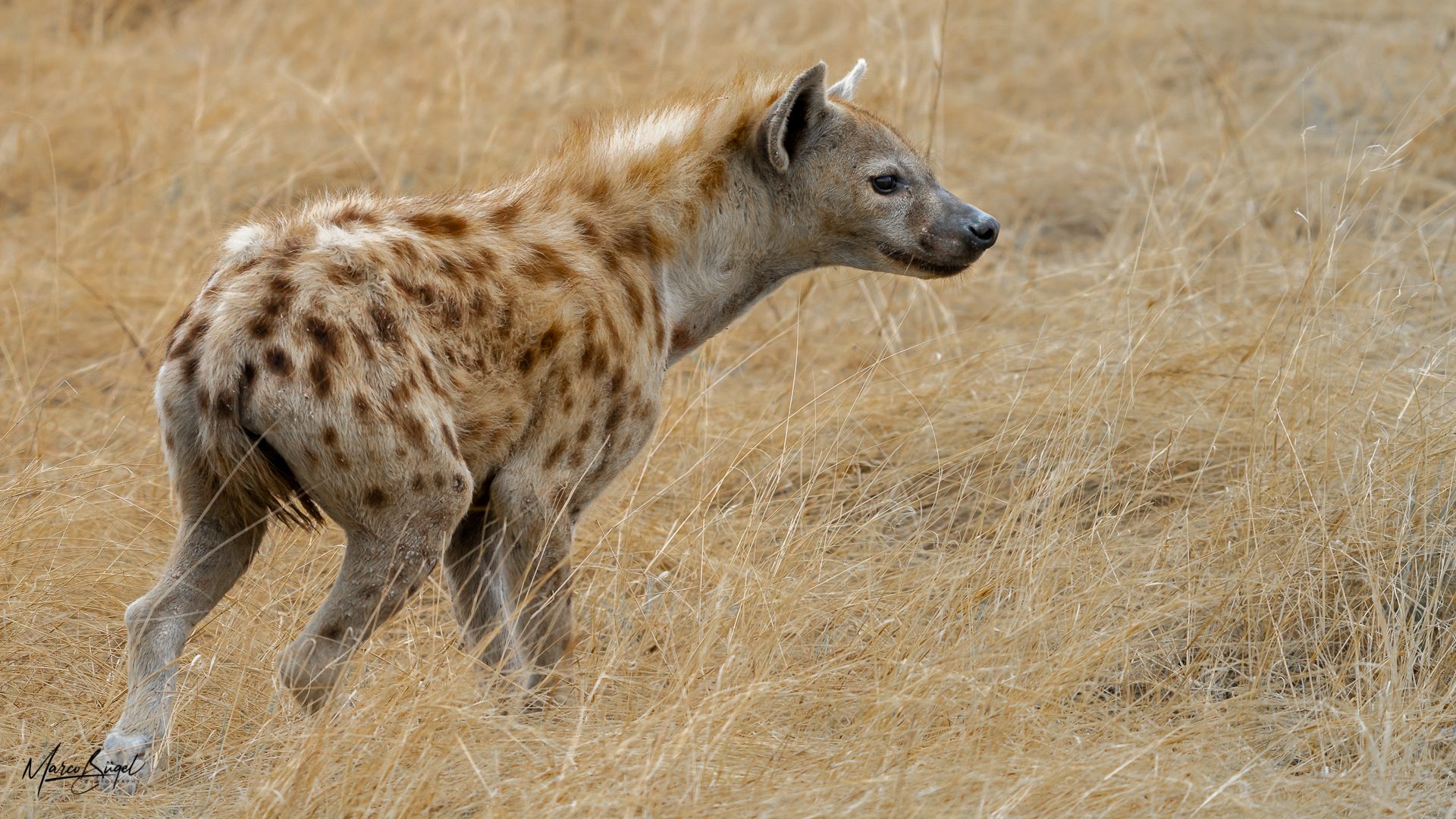 Spotted Hyena 0665.jpg