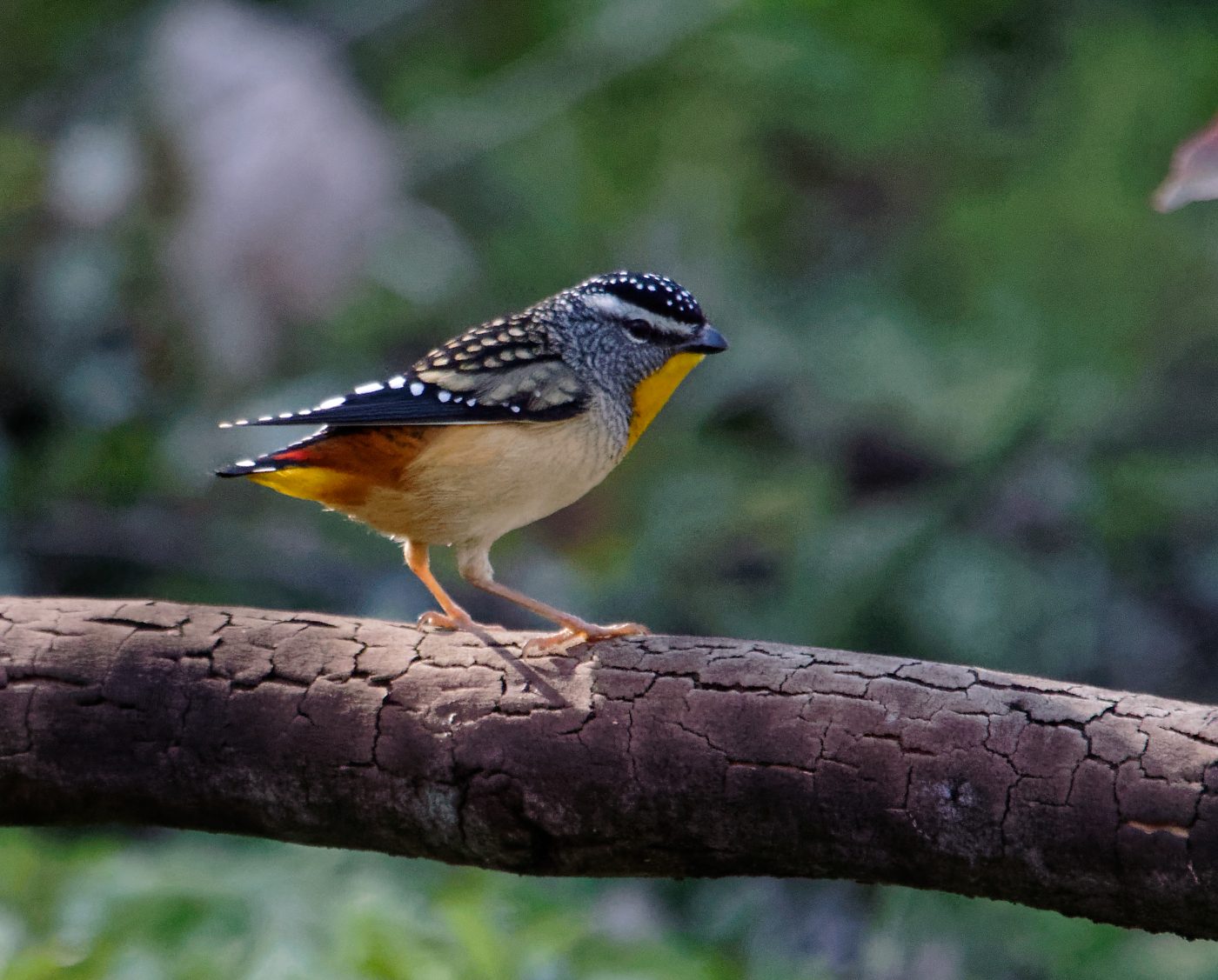 Spotted Pardalote or two gathering nest stuff (12).jpg