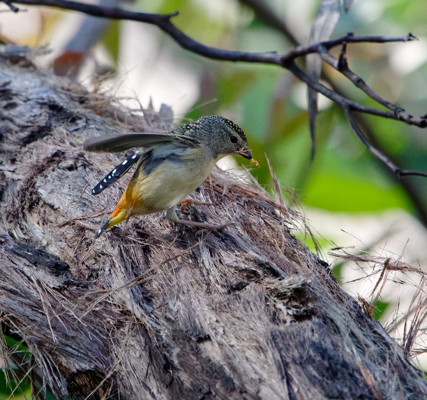 Spotted Pardalote or two gathering nest stuff (19).jpg
