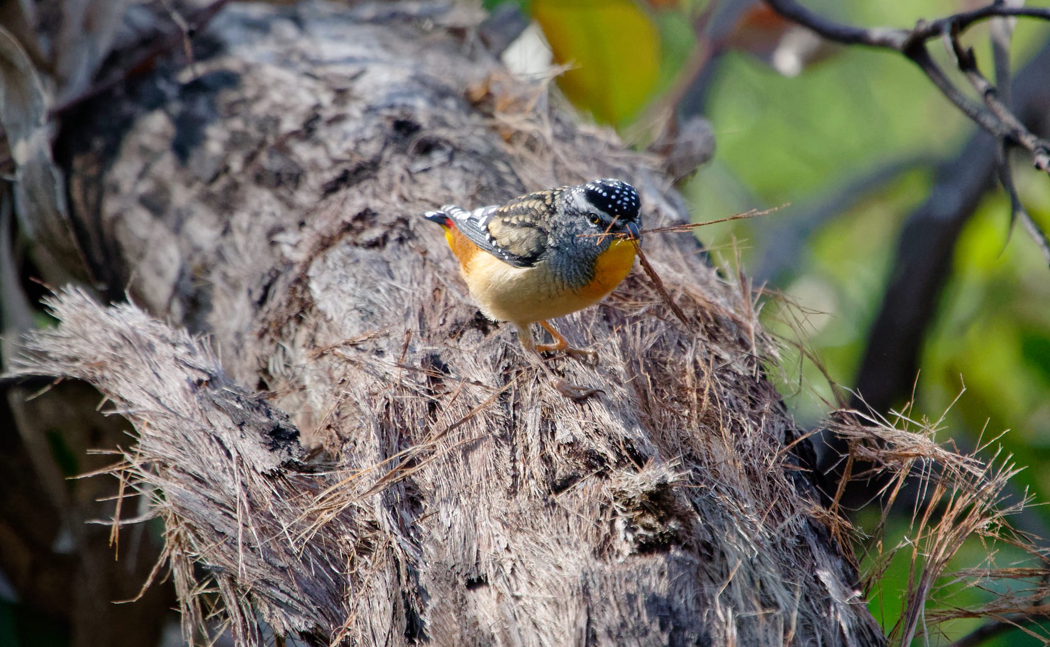 Spotted Pardalote or two gathering nest stuff (7).jpg