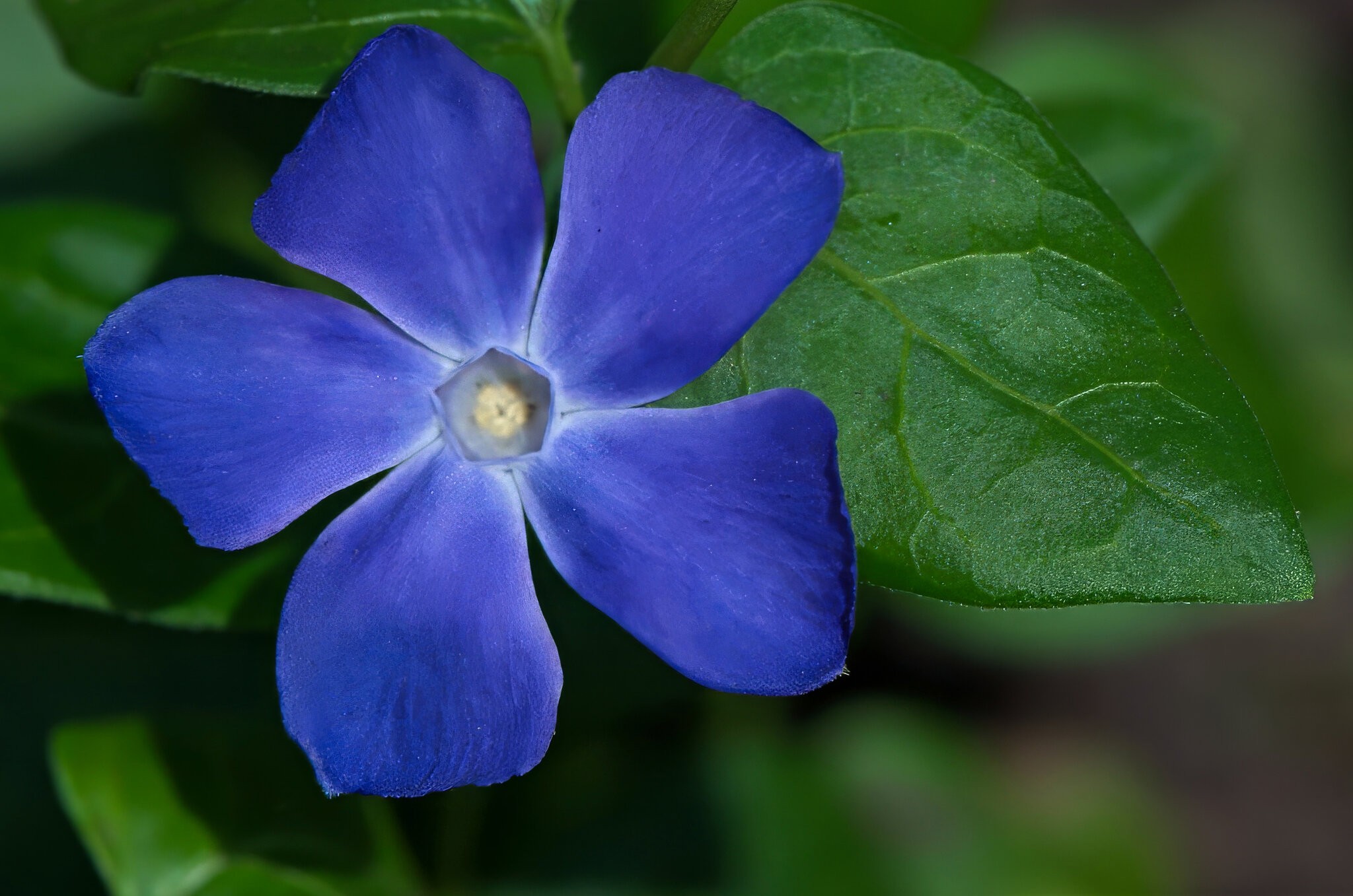 Springtime Beauty.jpeg