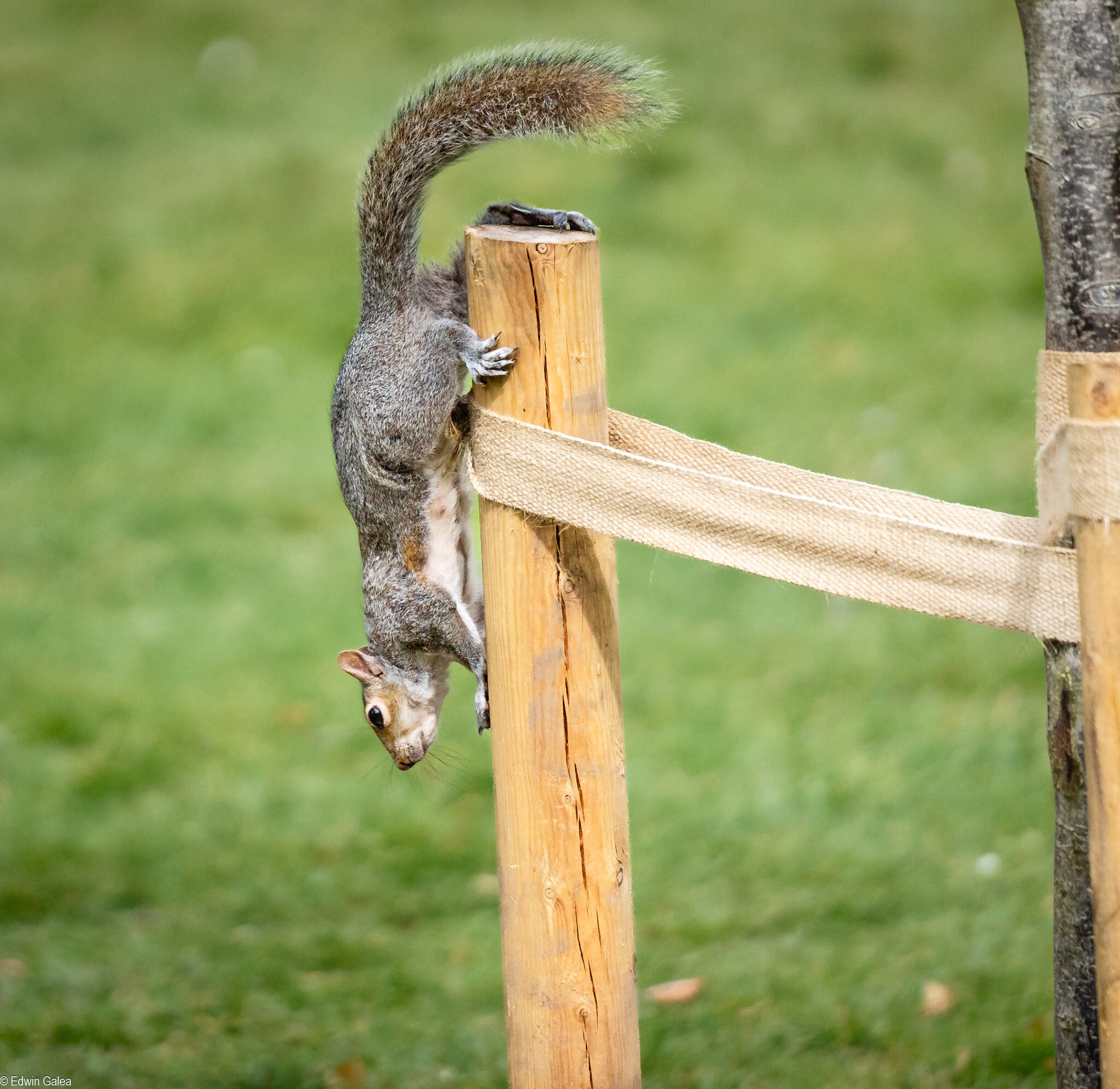 squirrel-1.jpg