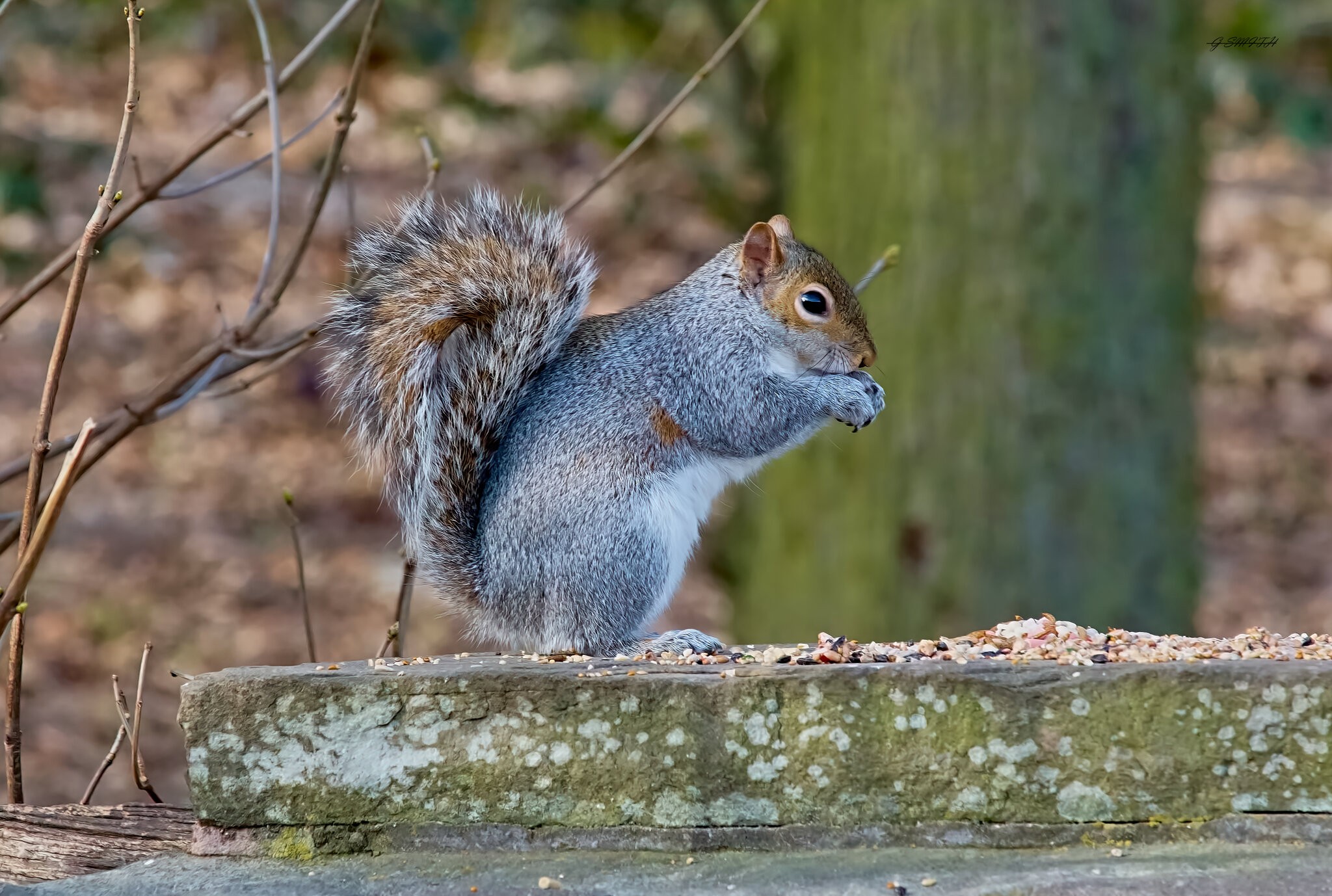 squirrel 2015 5.jpg