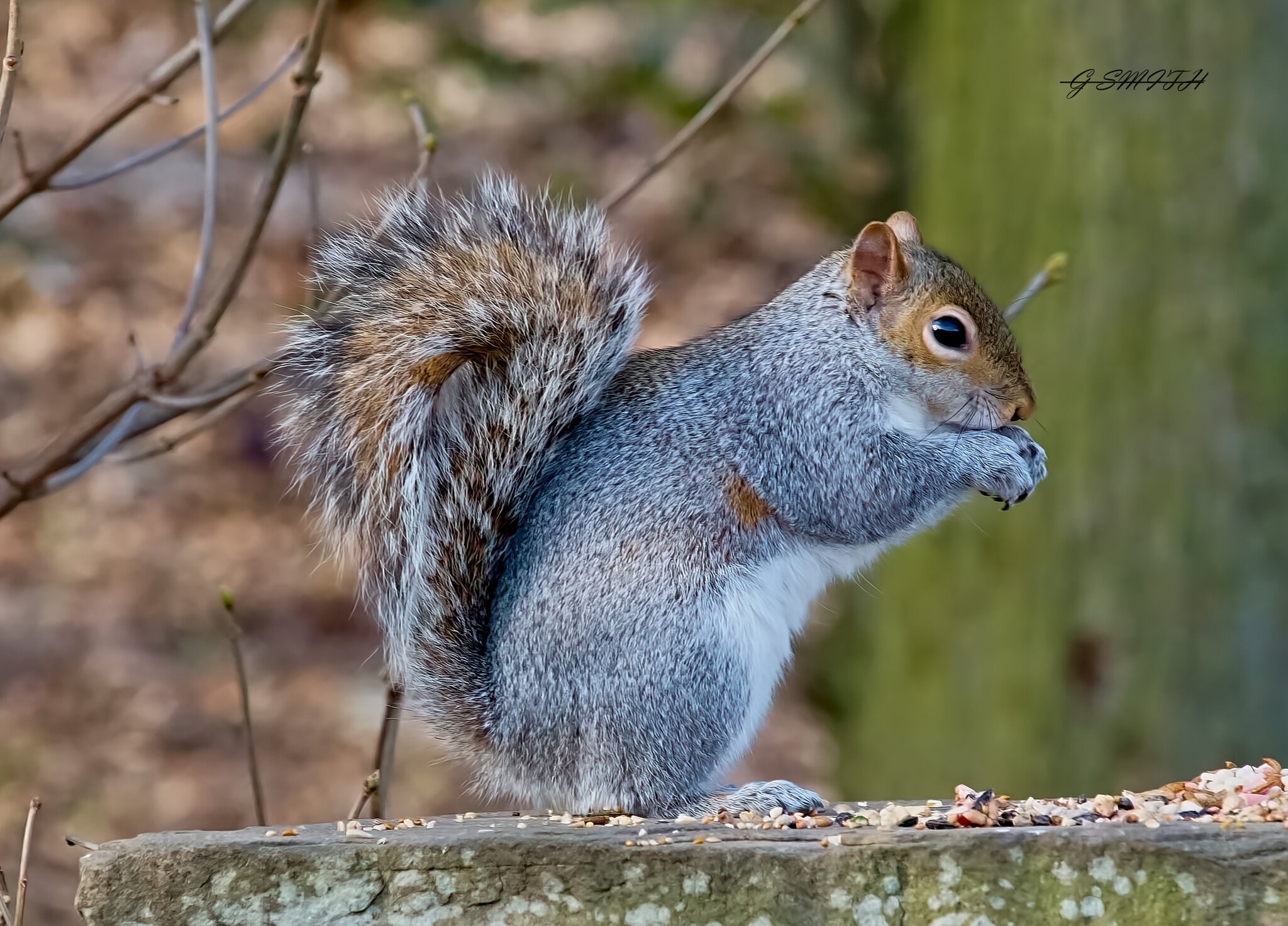 squirrel 2015.jpg