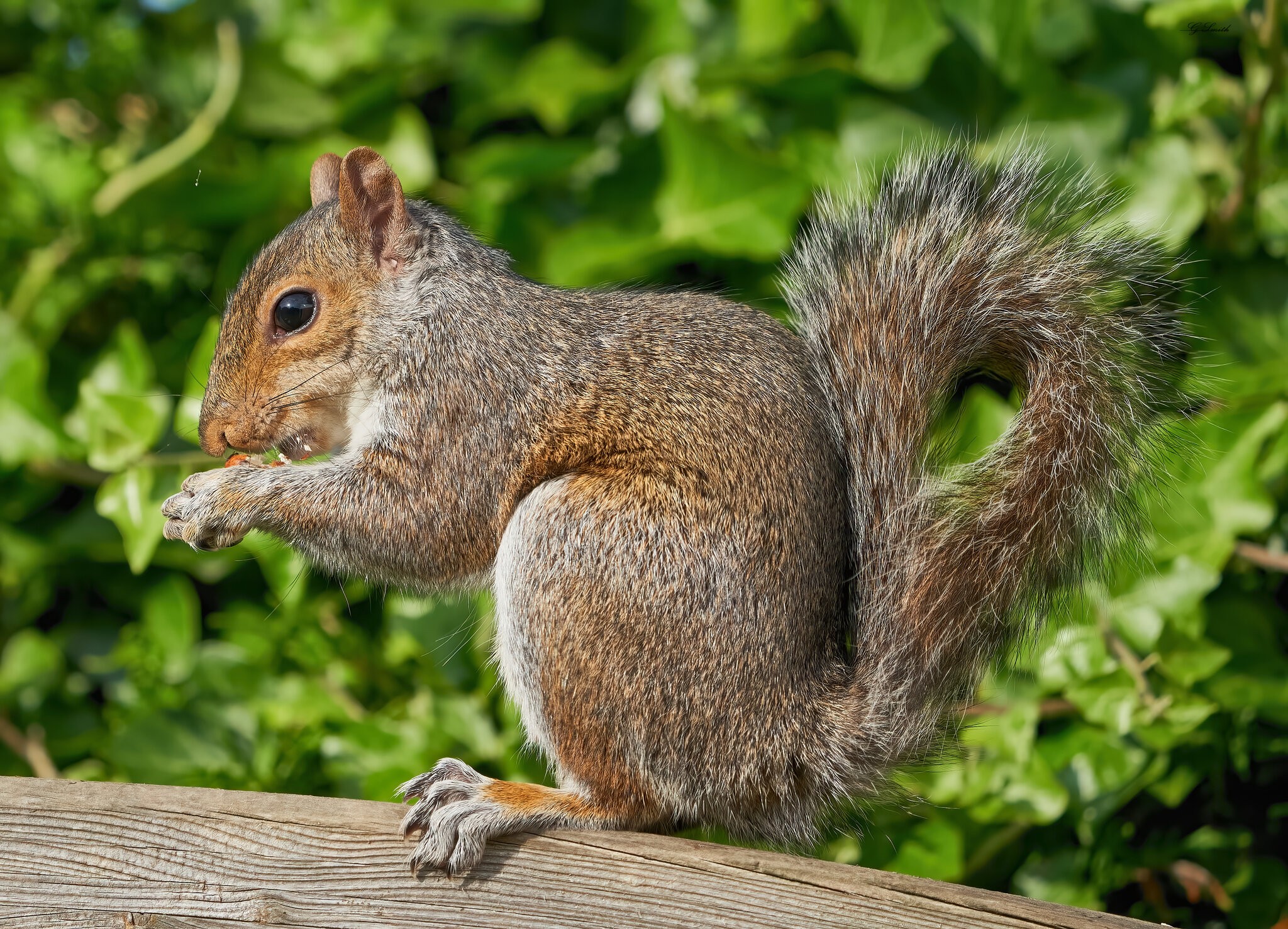 squirrel 2022 29.jpg