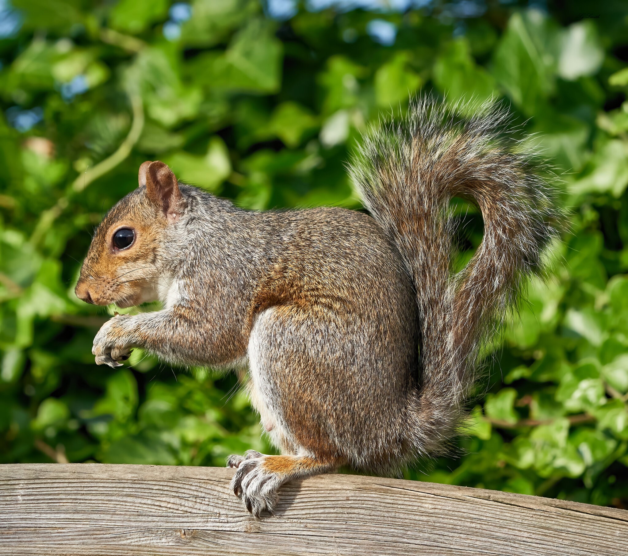 squirrel 2022 31.jpg