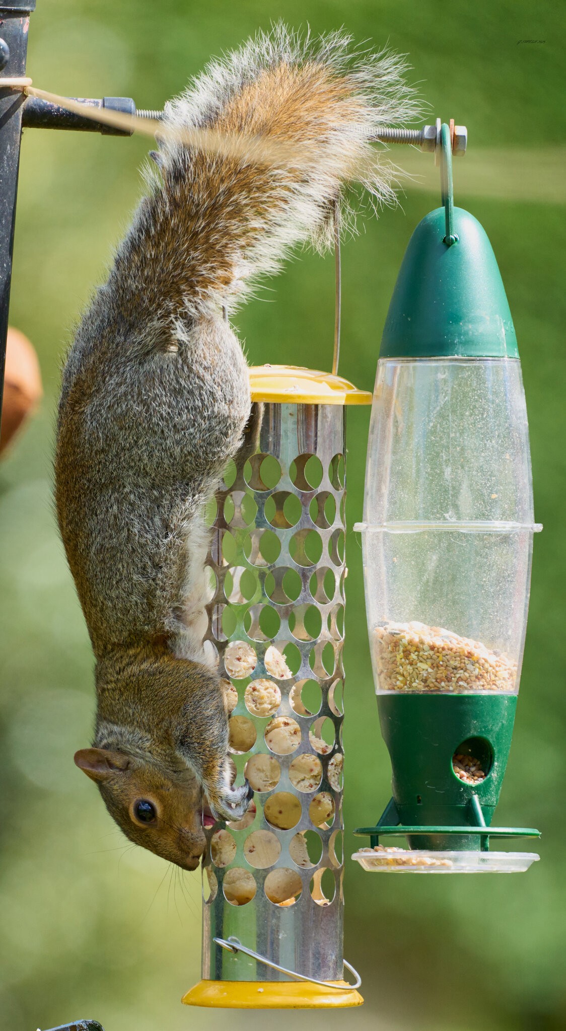 squirrel 2025_1.jpg