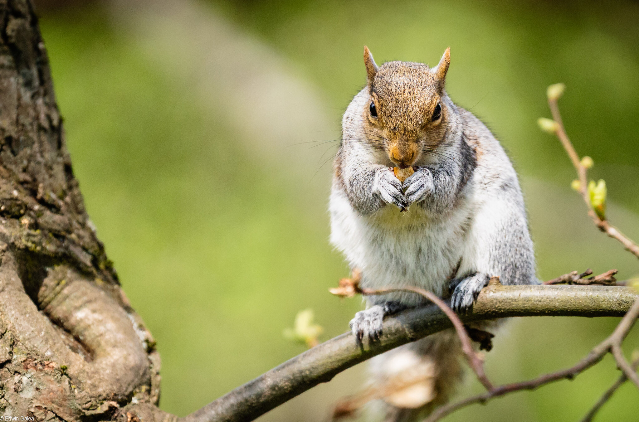 squirrel eating-2.jpg