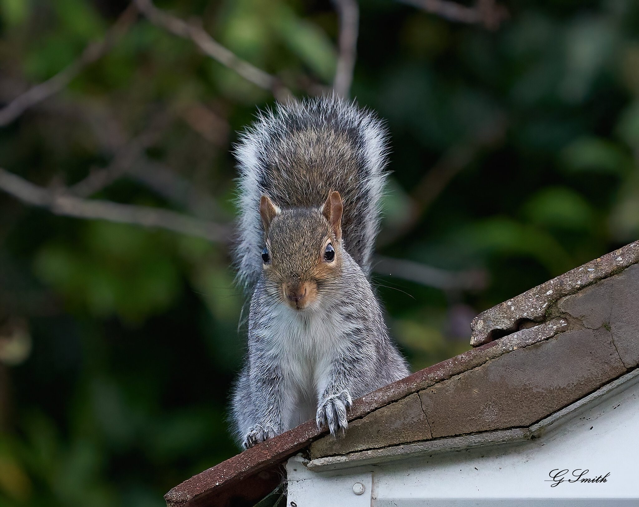 squirrel look out.jpg