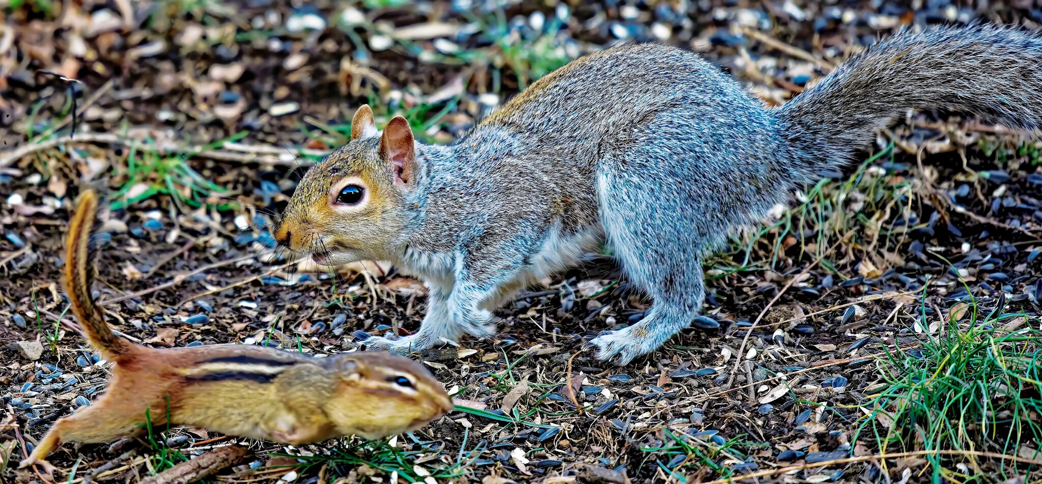 SQvCH DxO Topaz Radiant.jpg