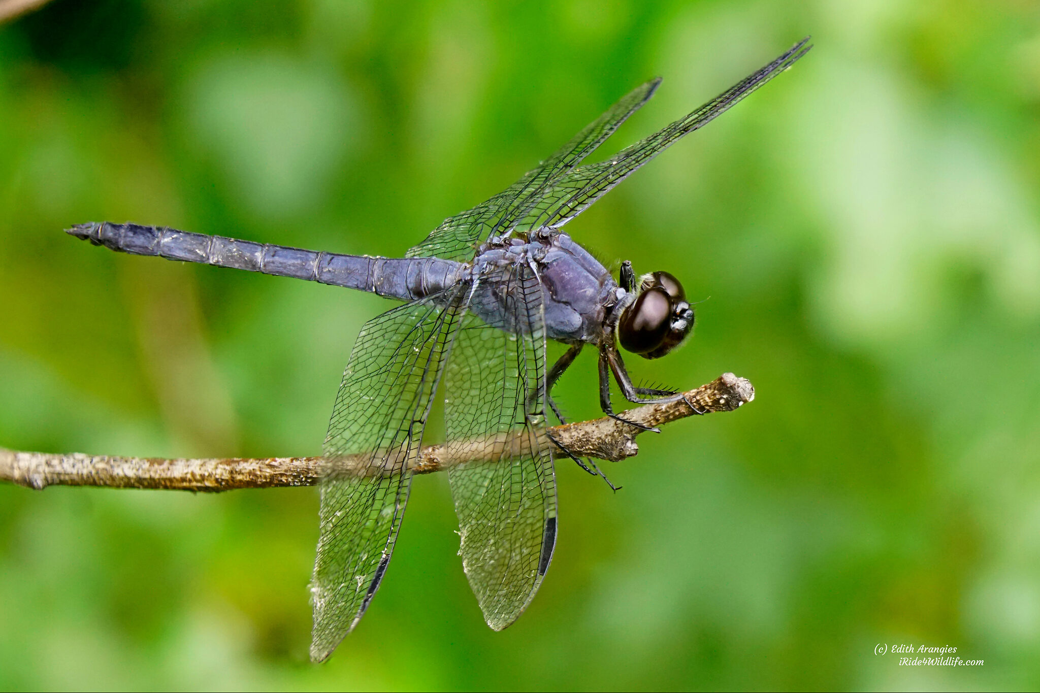 Stack Dragonfly1.jpg