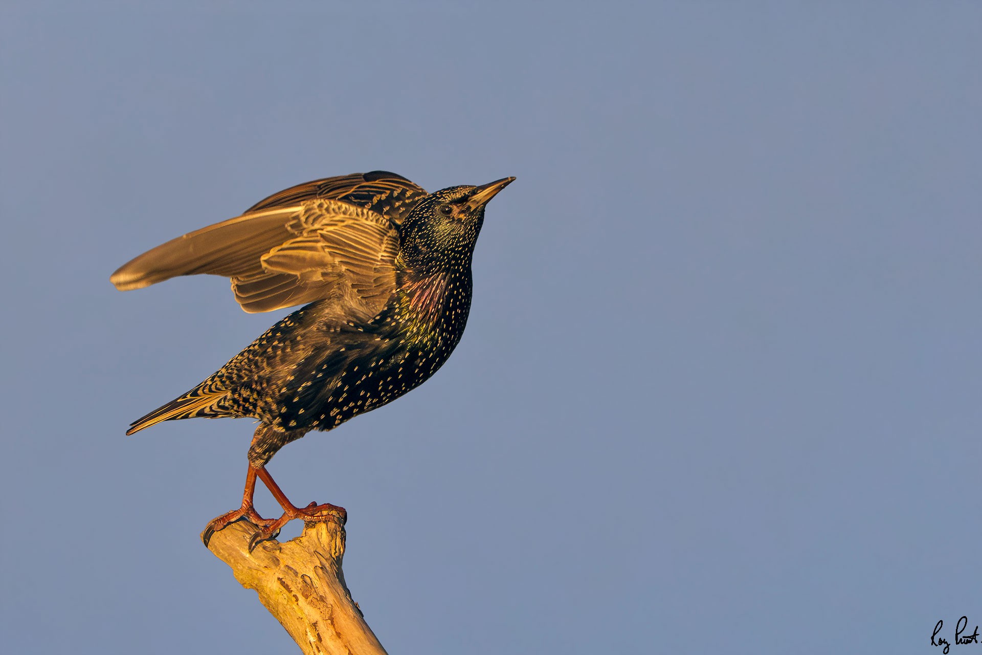 Starling-1715.jpg