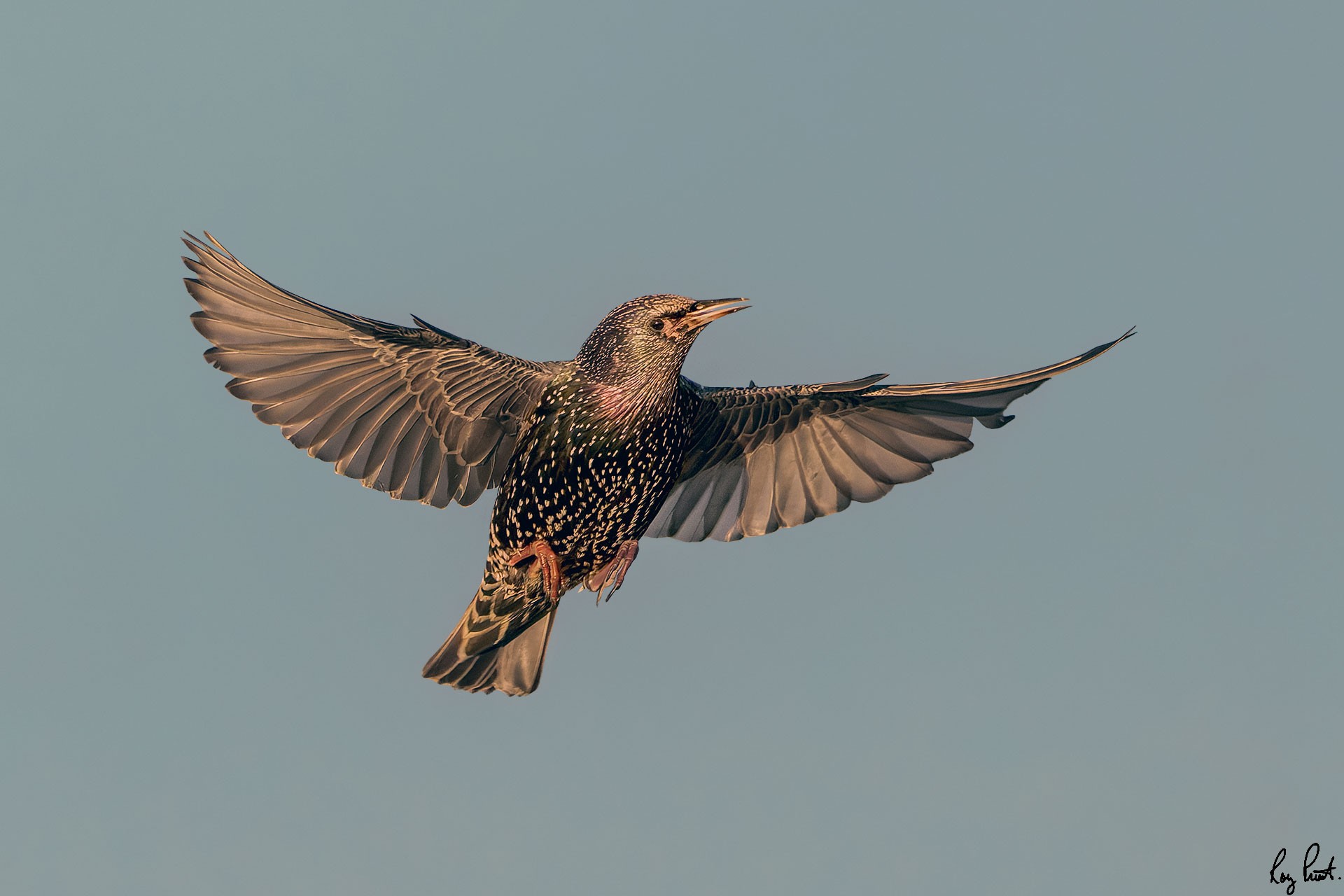 Starling-1718-DxO_DeepPRIME-XD2s-Edit.jpg