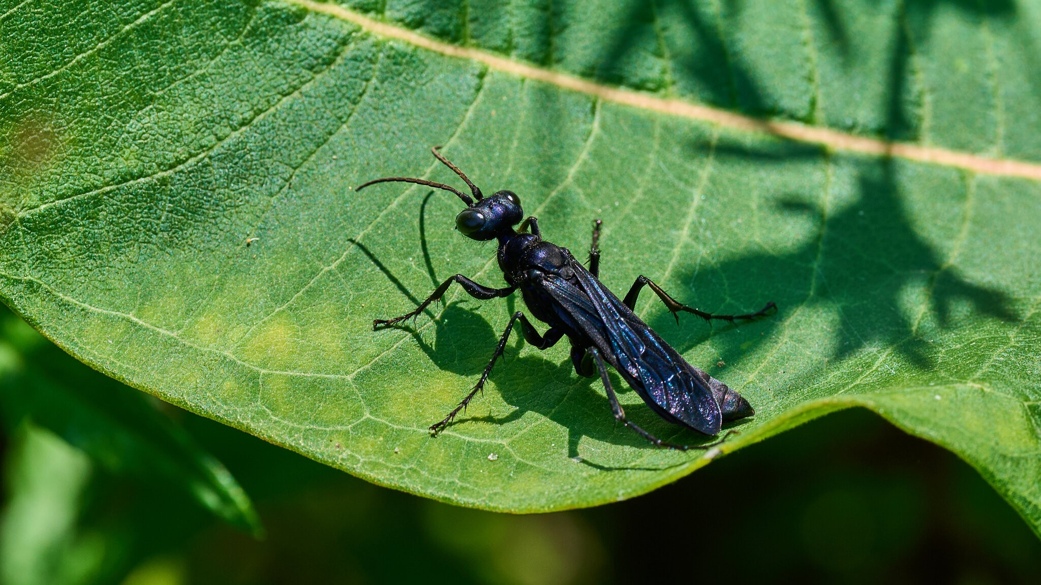 Steel-Blue Cricker-Hunter Wasp - Bartram's Garden - 07252026 - 01.jpg