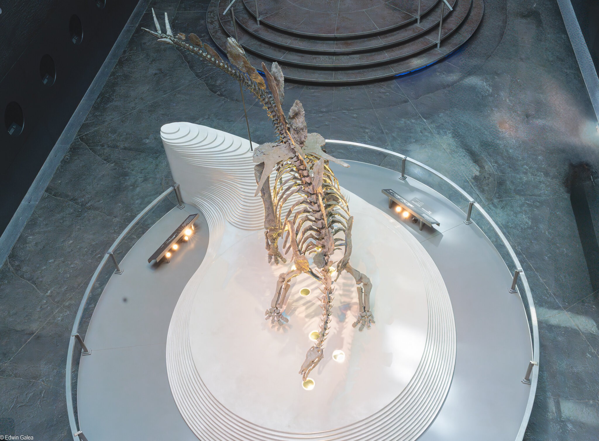 stegosaurus stenops-2.jpg