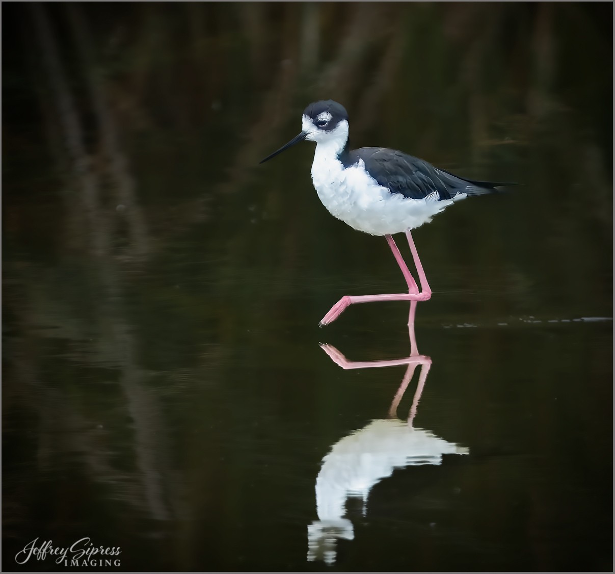 Stilt1.jpg