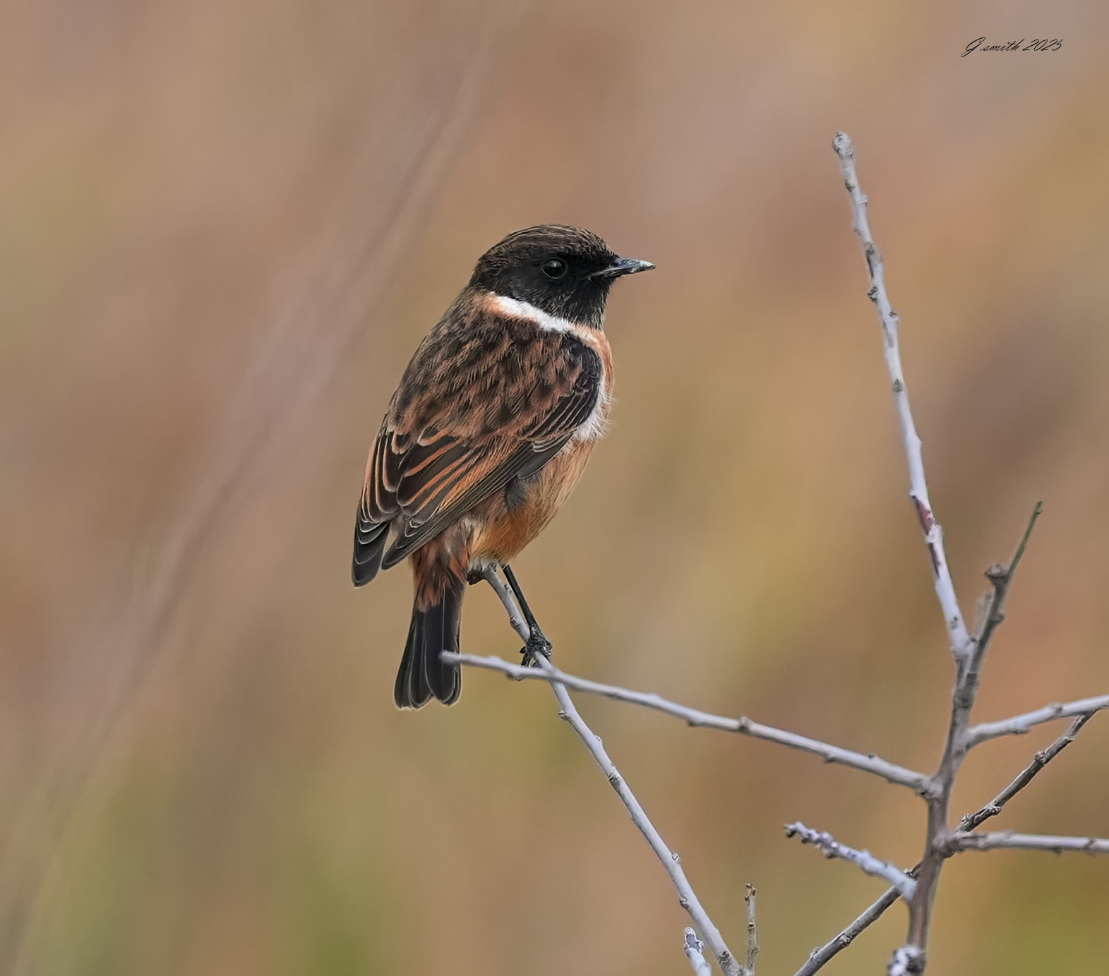 stonechat 2025 116.jpg