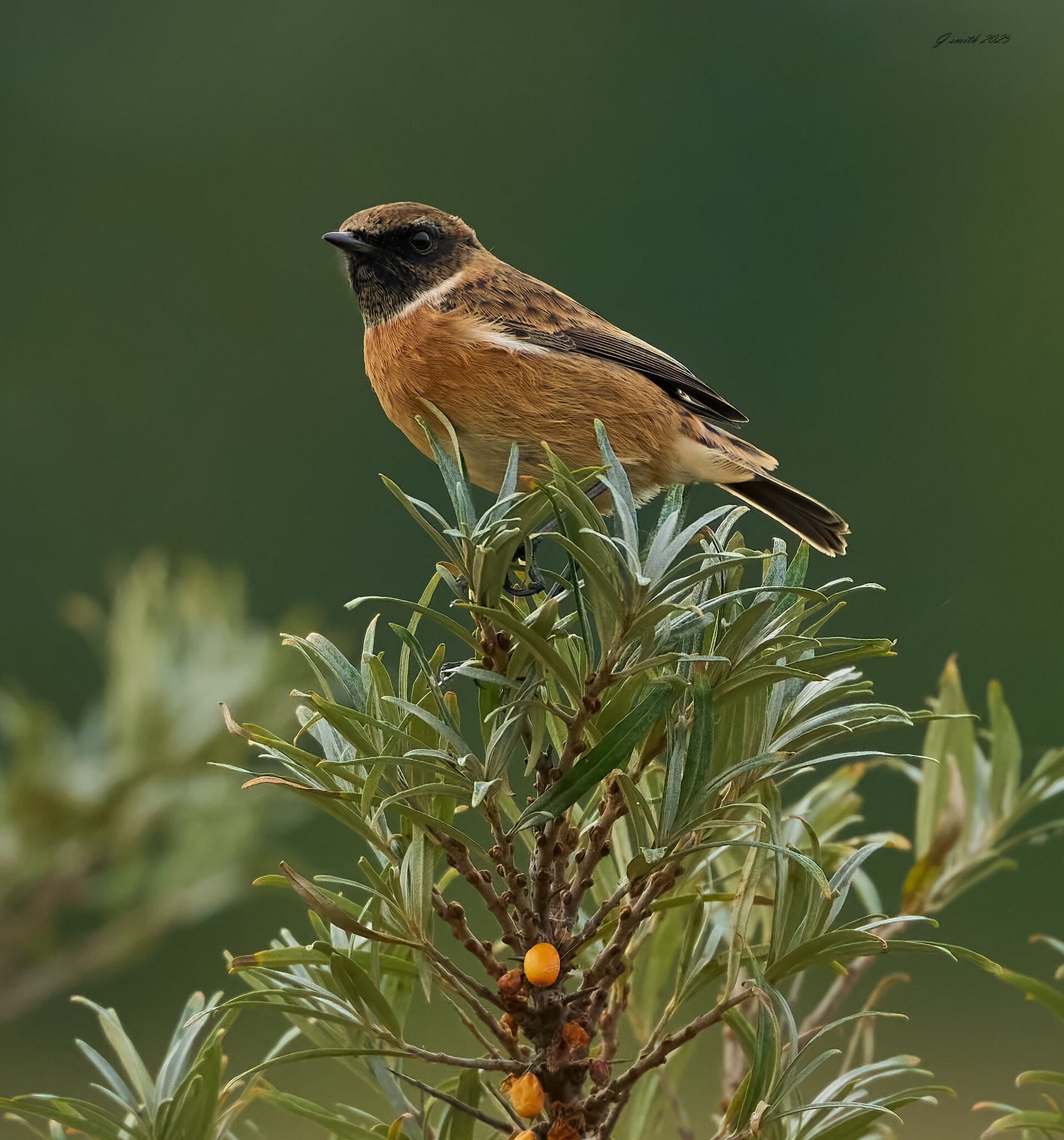 stonechat 2025 39.jpg