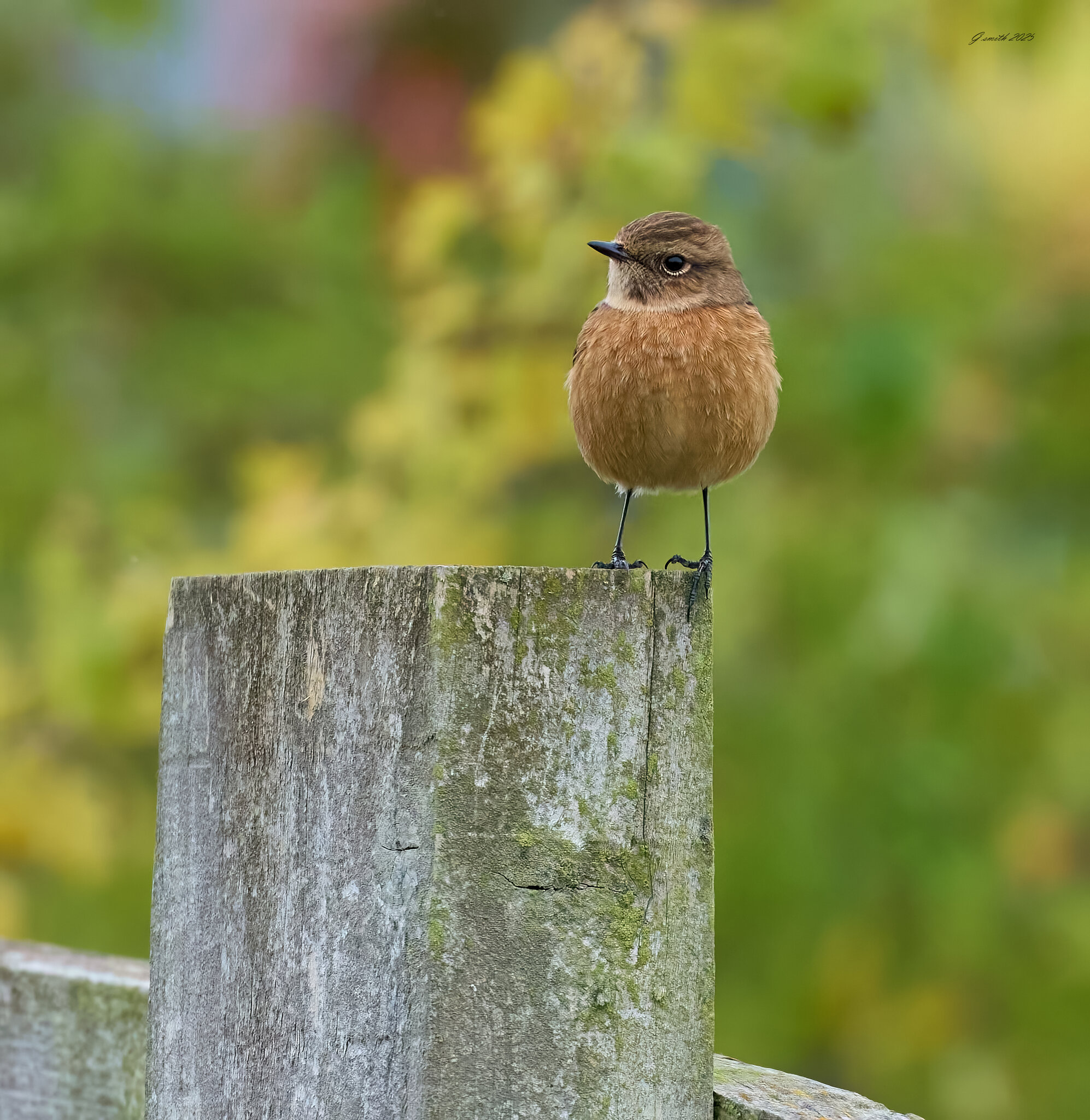 stonechat 2025 45.jpg