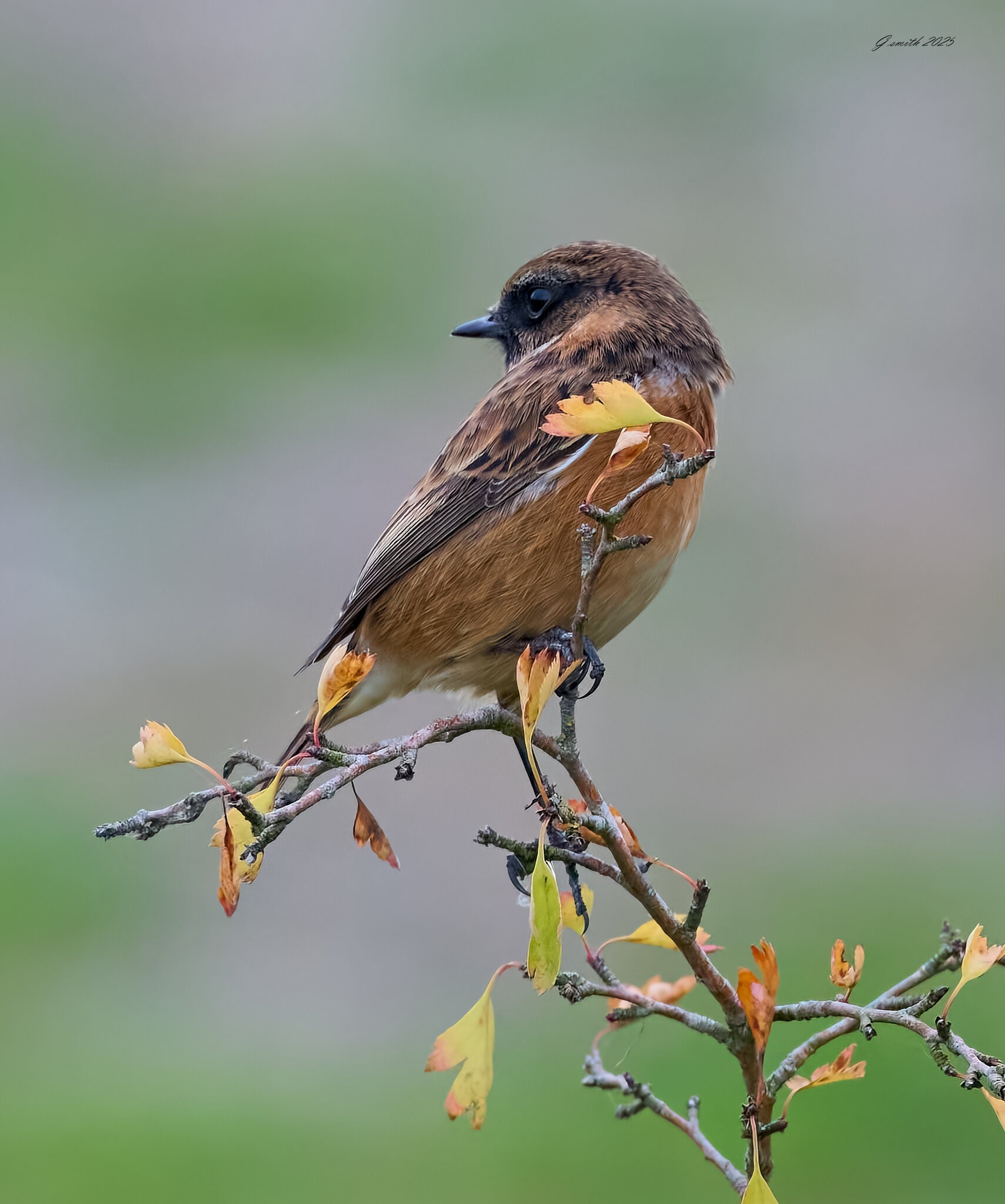 stonechat 2025 51.jpg