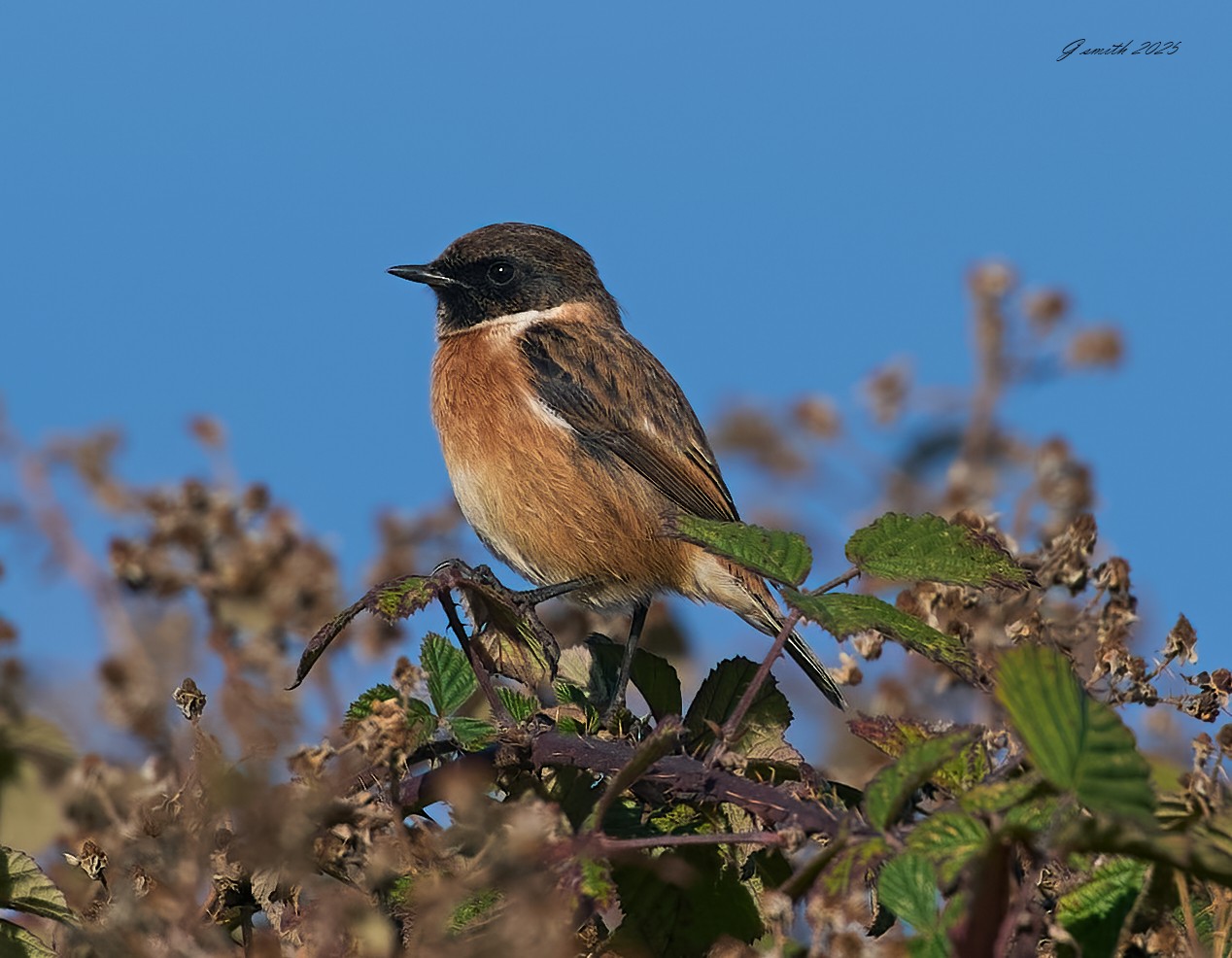 stonechat 2025 60.jpg