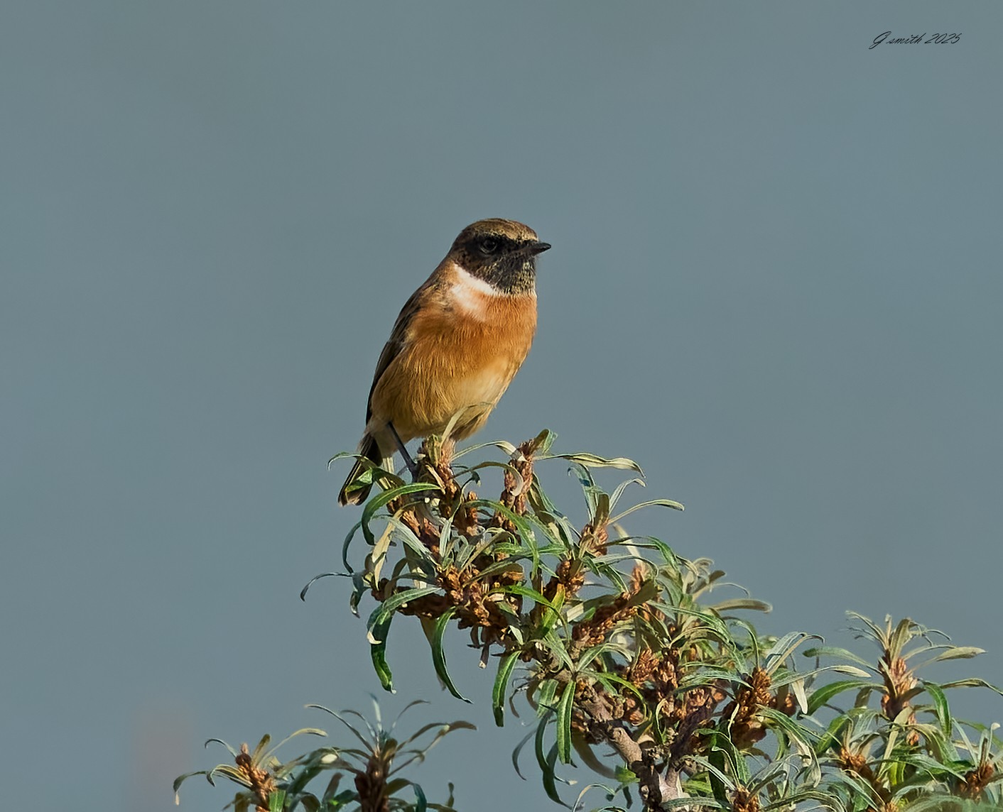 stonechat 2025 75.jpg