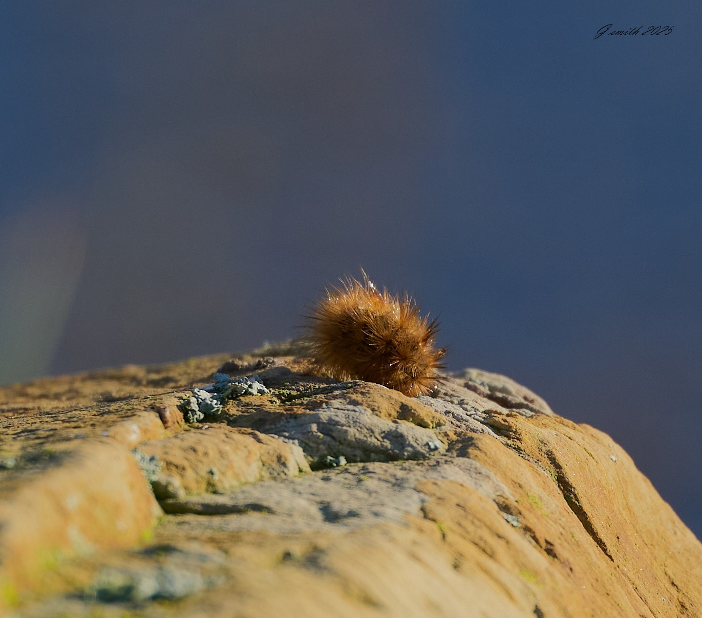 stonechat 2025 _5.jpg