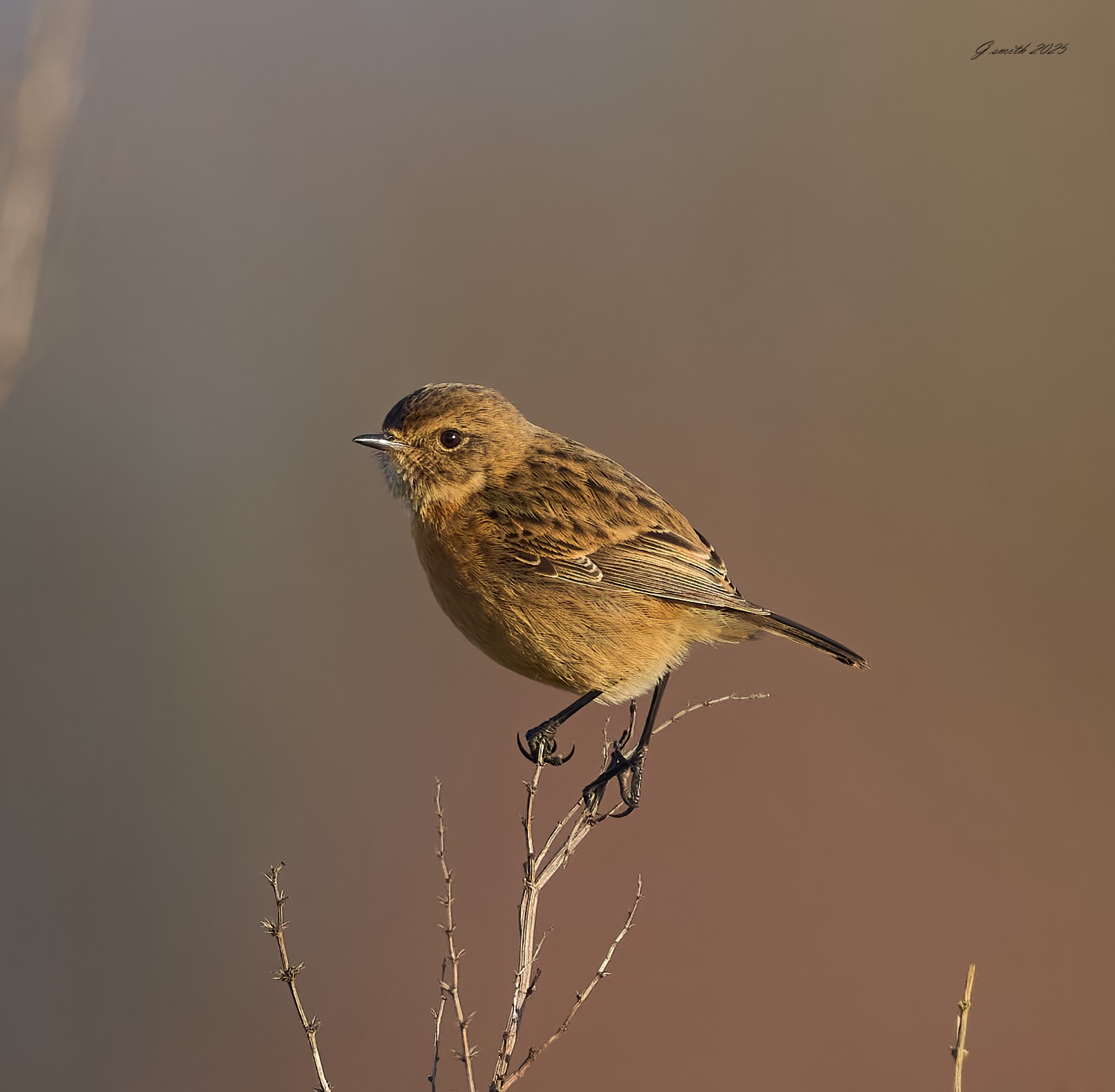 stonechat 2025_7.jpg