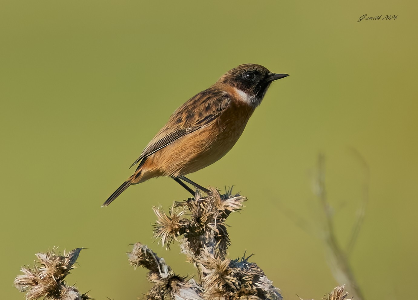 stonechat 2026_13.jpg