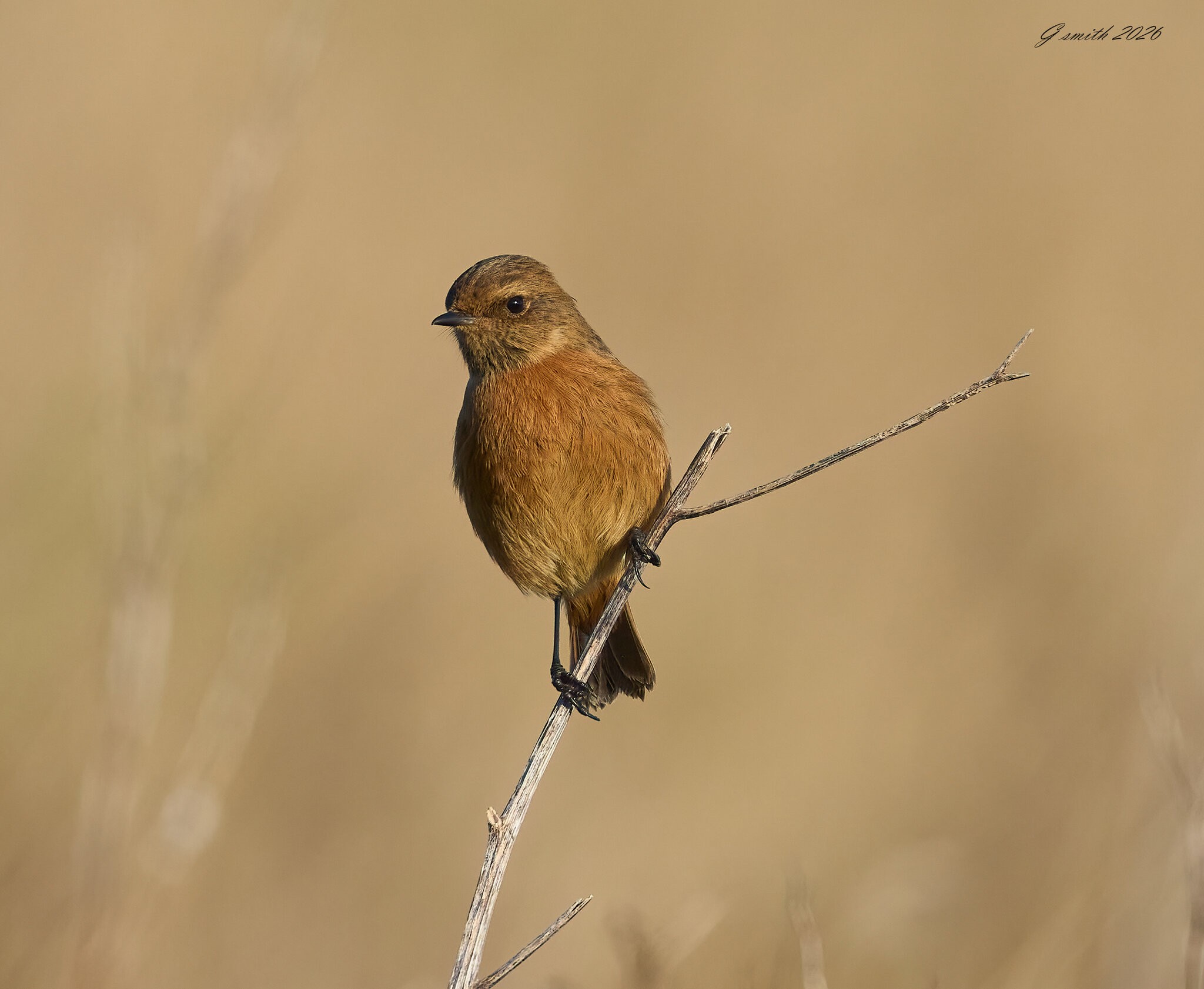 stonechat 2026_2.jpg