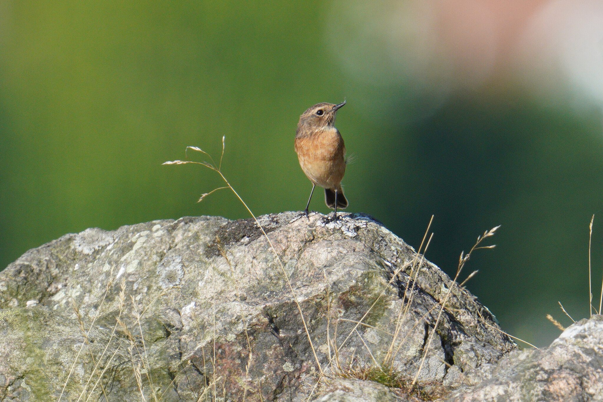 stonechat.jpg