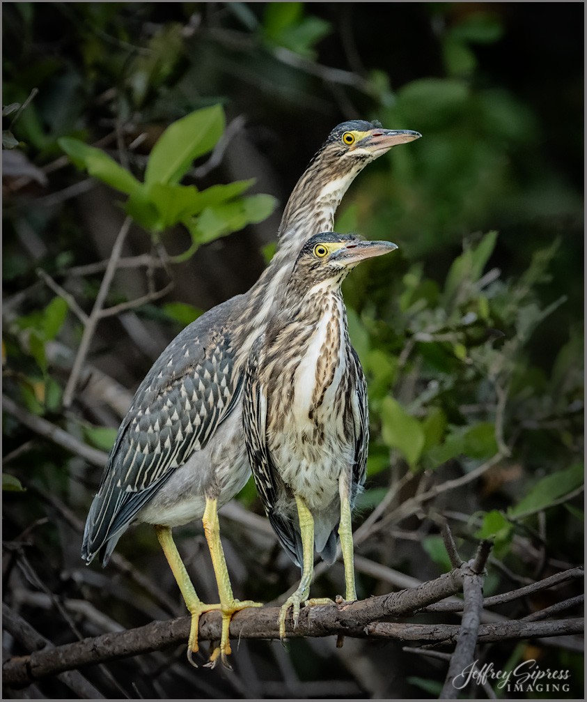 striatedheronpair1.jpg