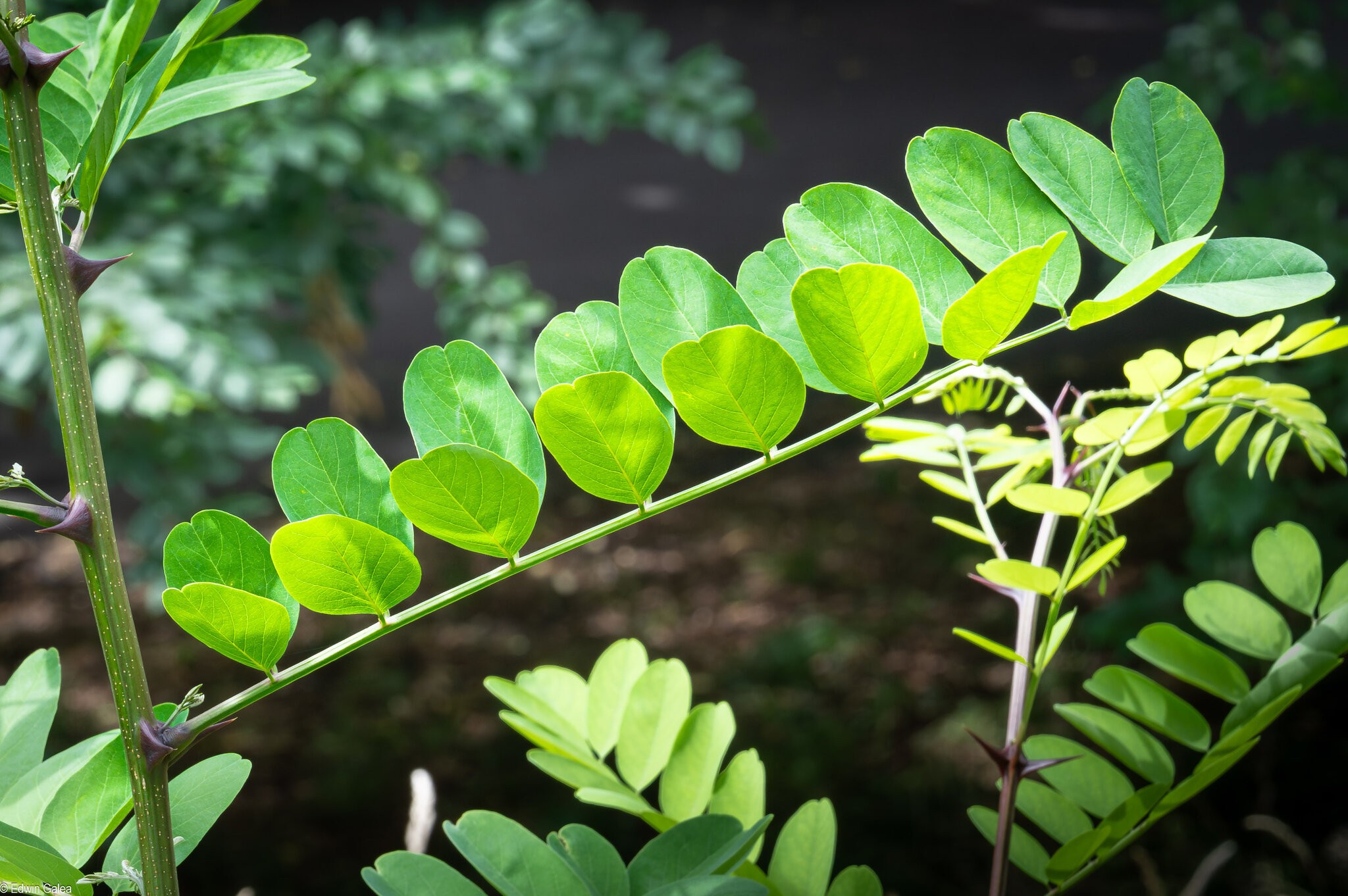 sunlit leaves-1.jpg