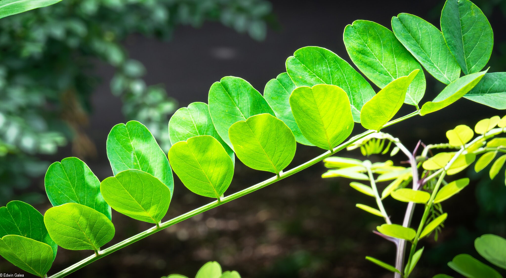 sunlit leaves-3.jpg