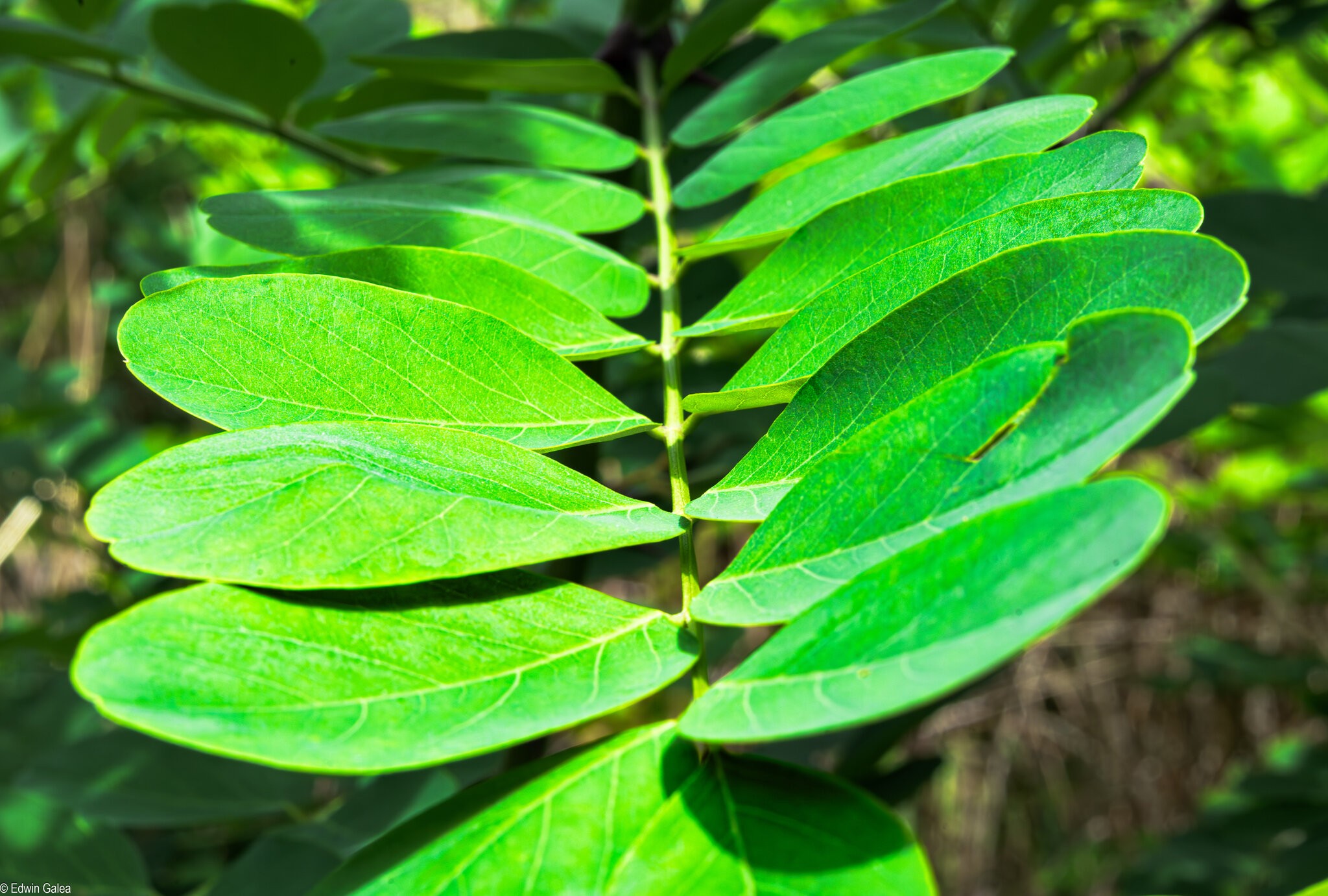 sunlit leaves-4.jpg