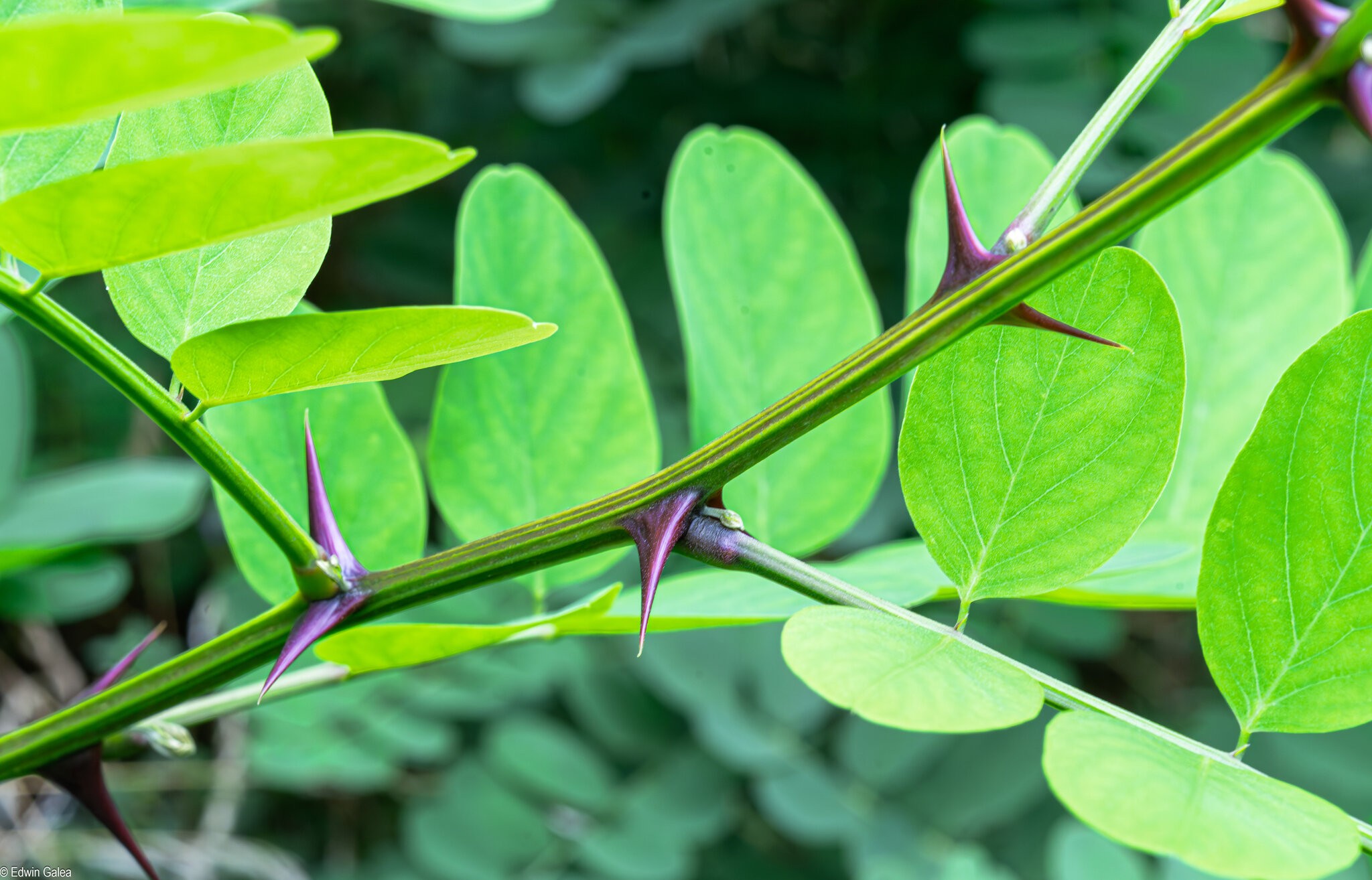 sunlit leaves and thorns-1.jpg