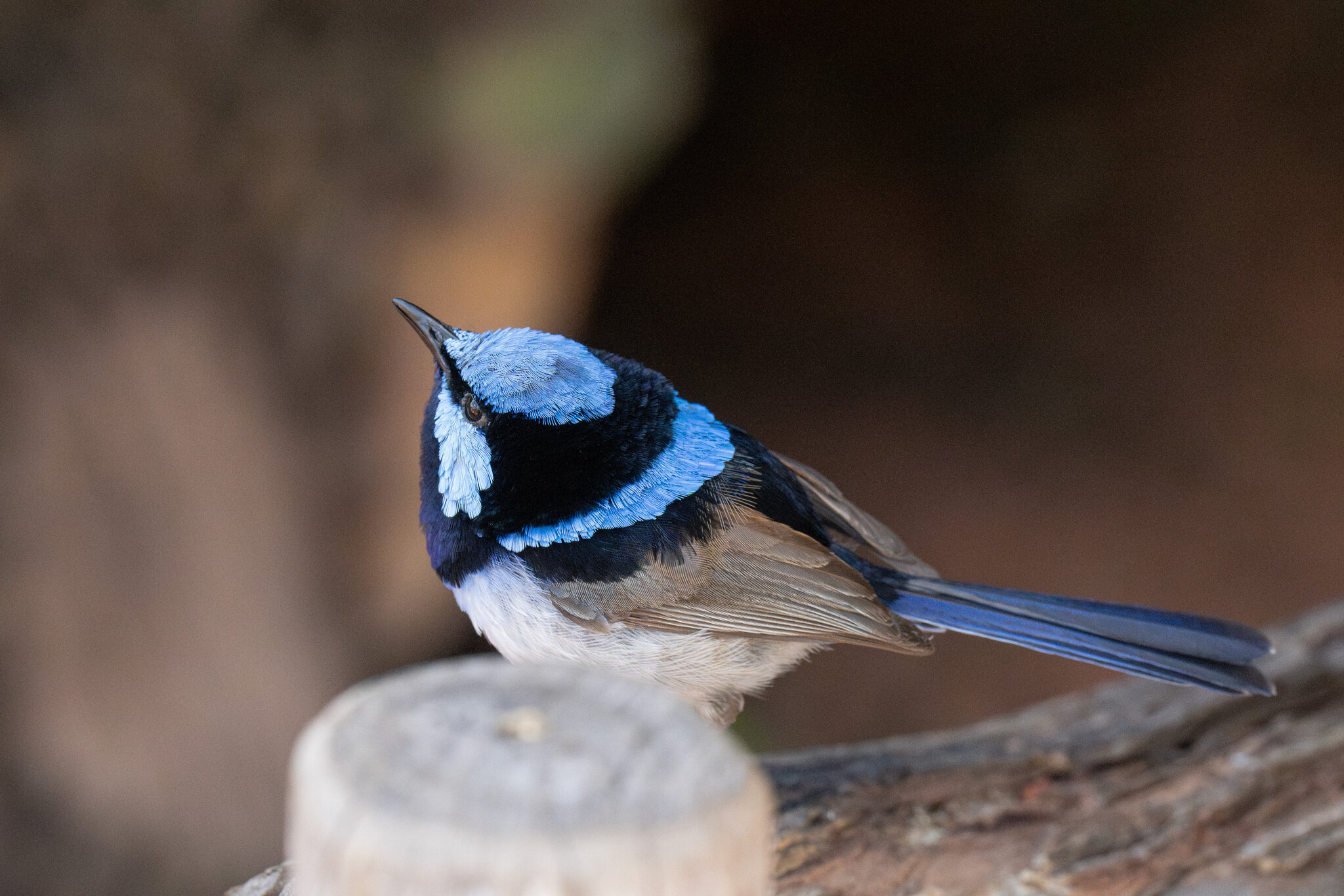 SuperbFairyWren.jpg