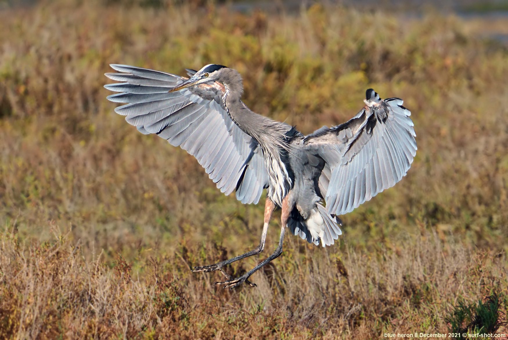 surf-shot-blue-heron-8-December-2021--DSC03080.jpg