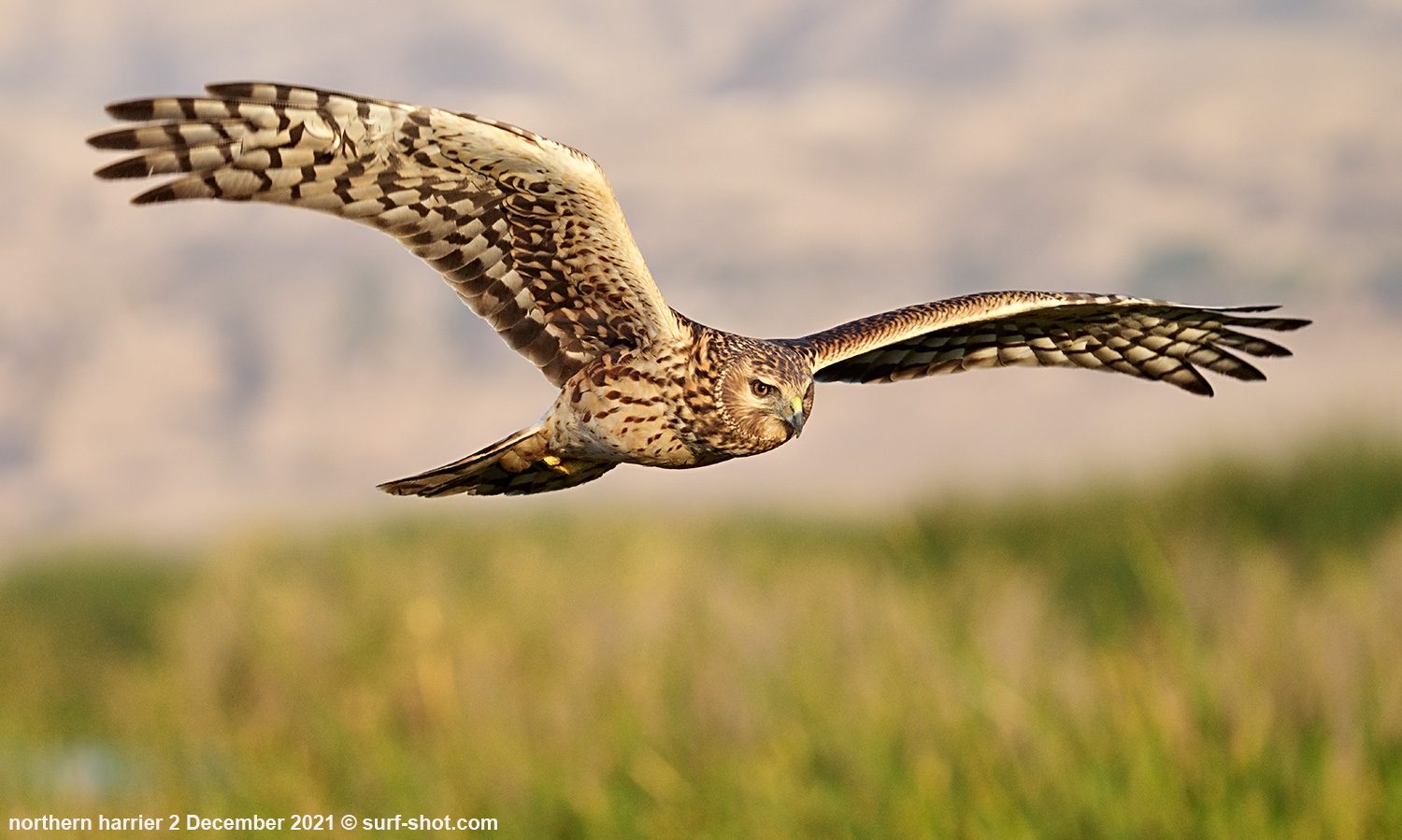 surf-shot-northern-harrier-2-December-2021--DSC01062.jpg