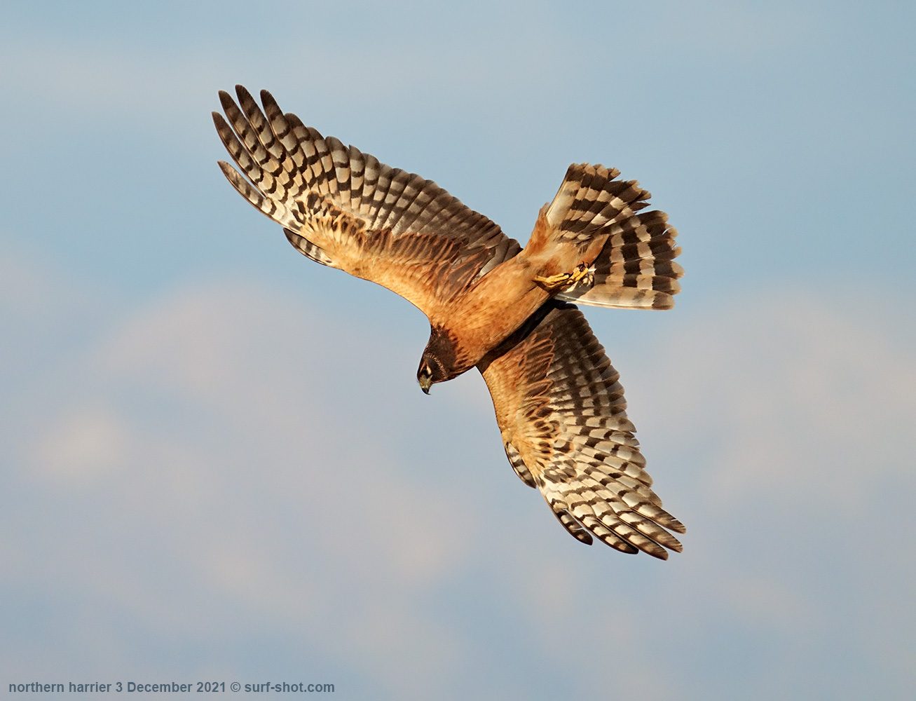 surf-shot-northern-harrier-3-December-2021---DSC01968-crop.jpg