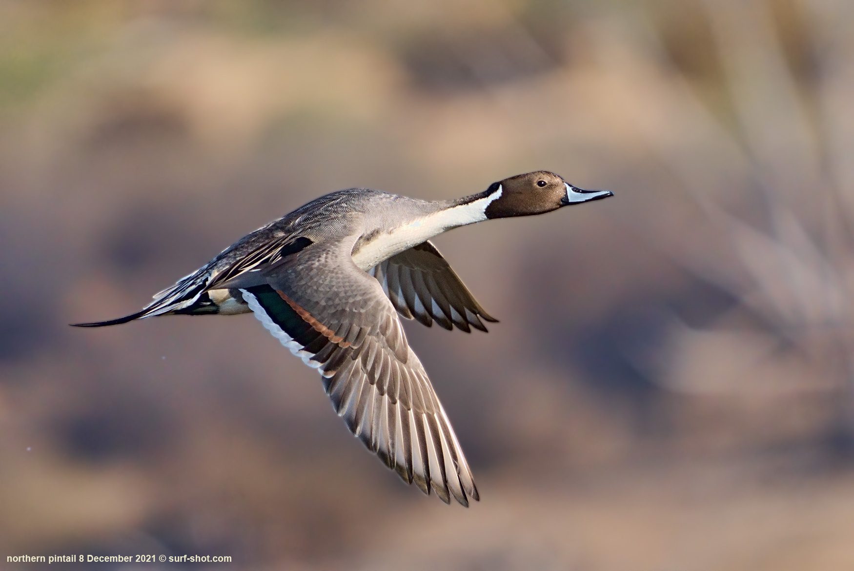 surf-shot-northern-pintail-8-December-2021--DSC02929.jpg